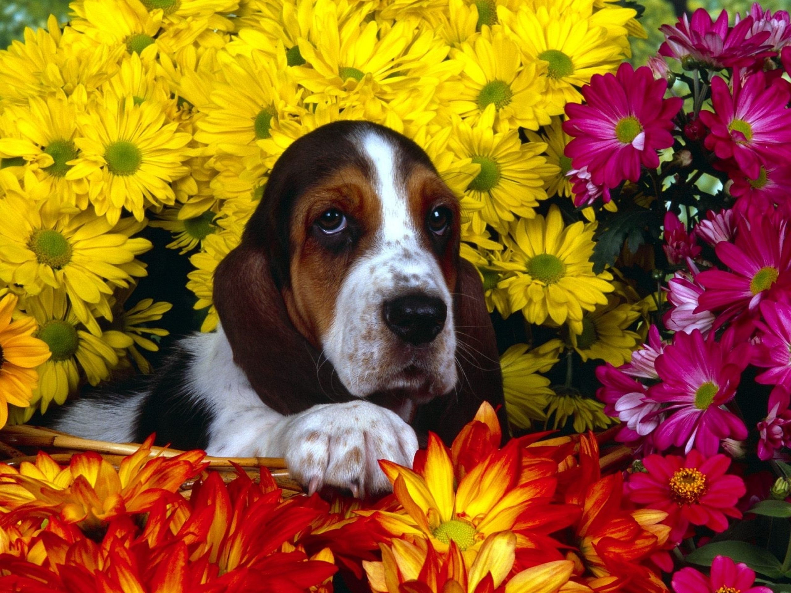 Basset Hound 2560x1920