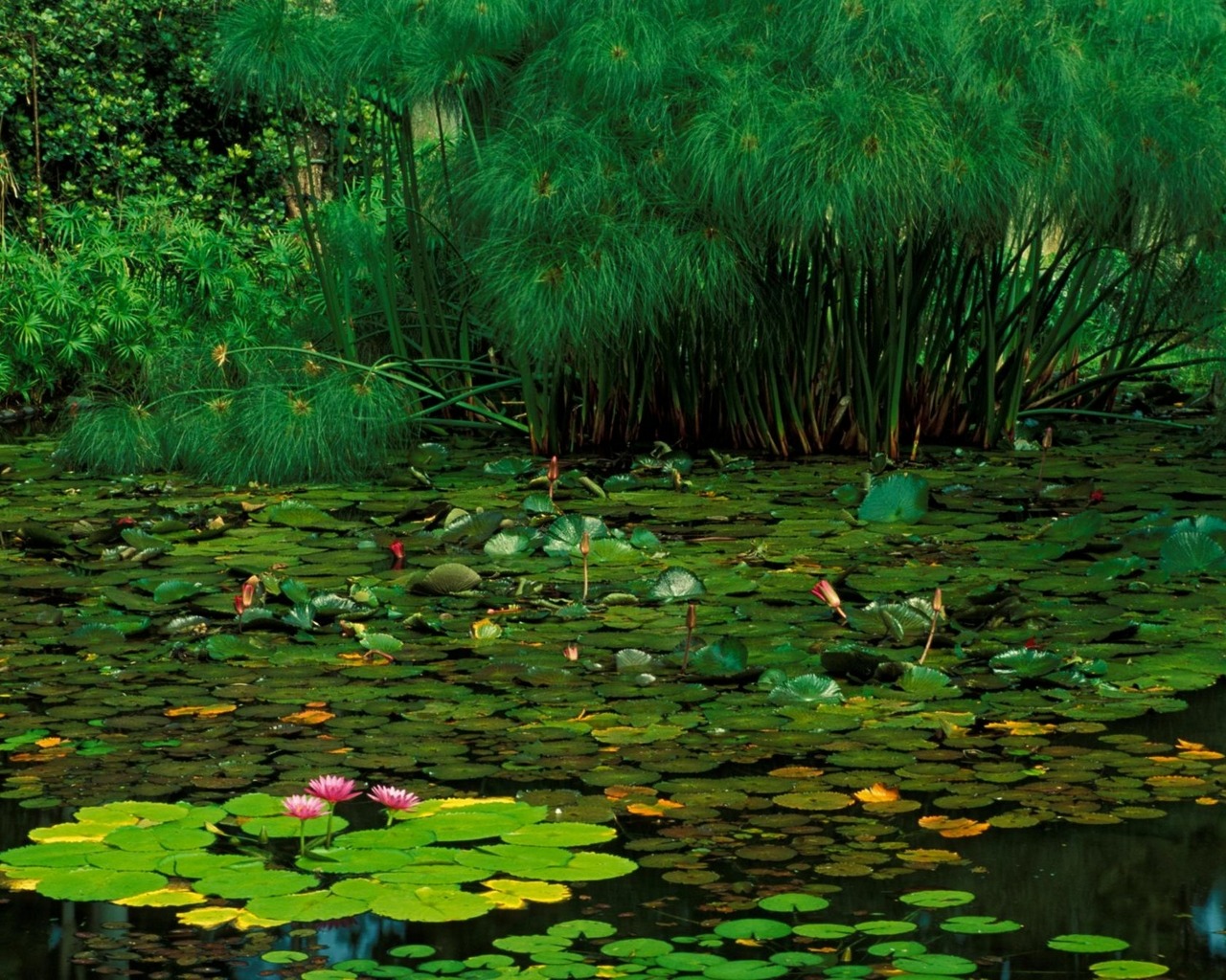 Flower Pond Lily Pad 1280x1024