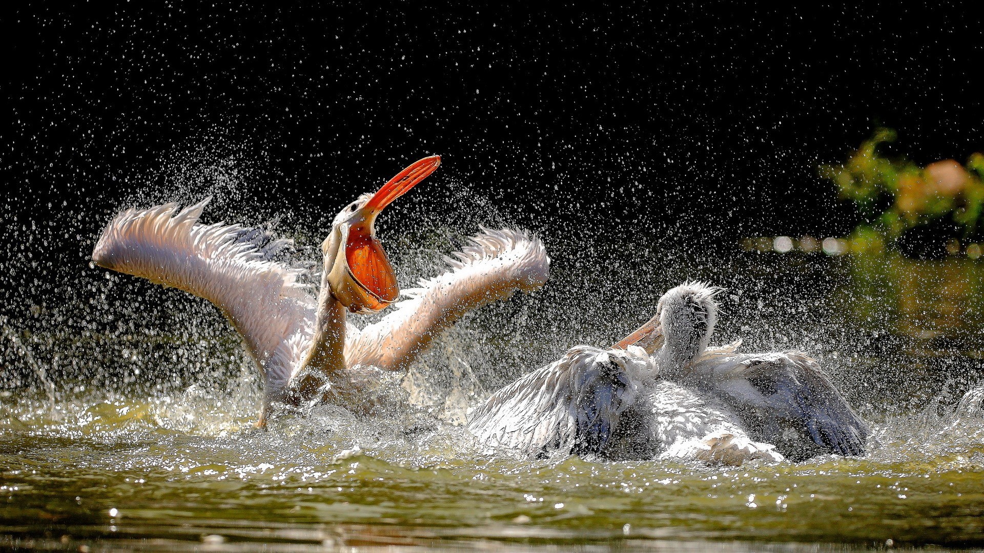 Pelicans Birds Animals 1920x1080