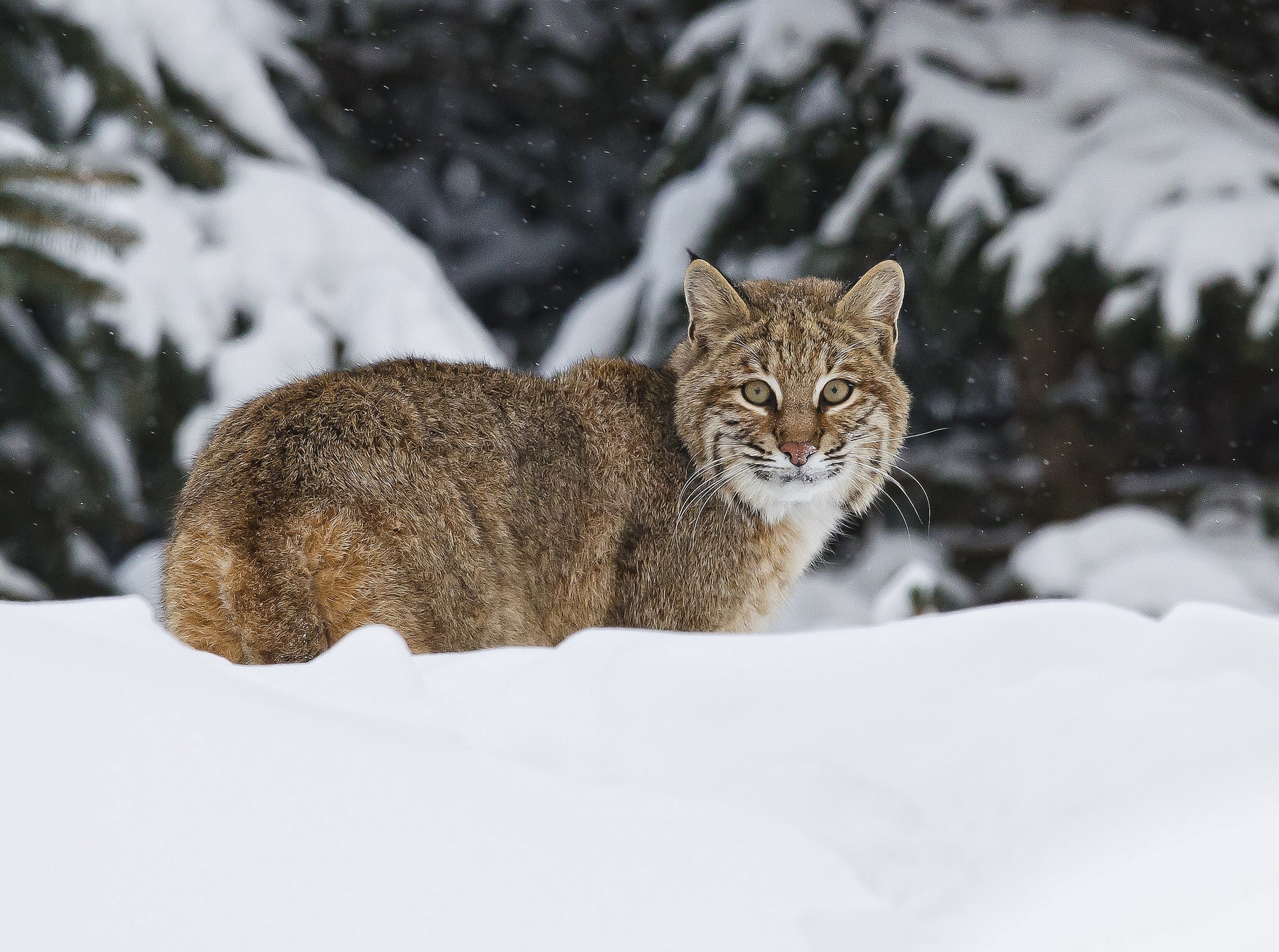 Animal Bobcat 1935x1440