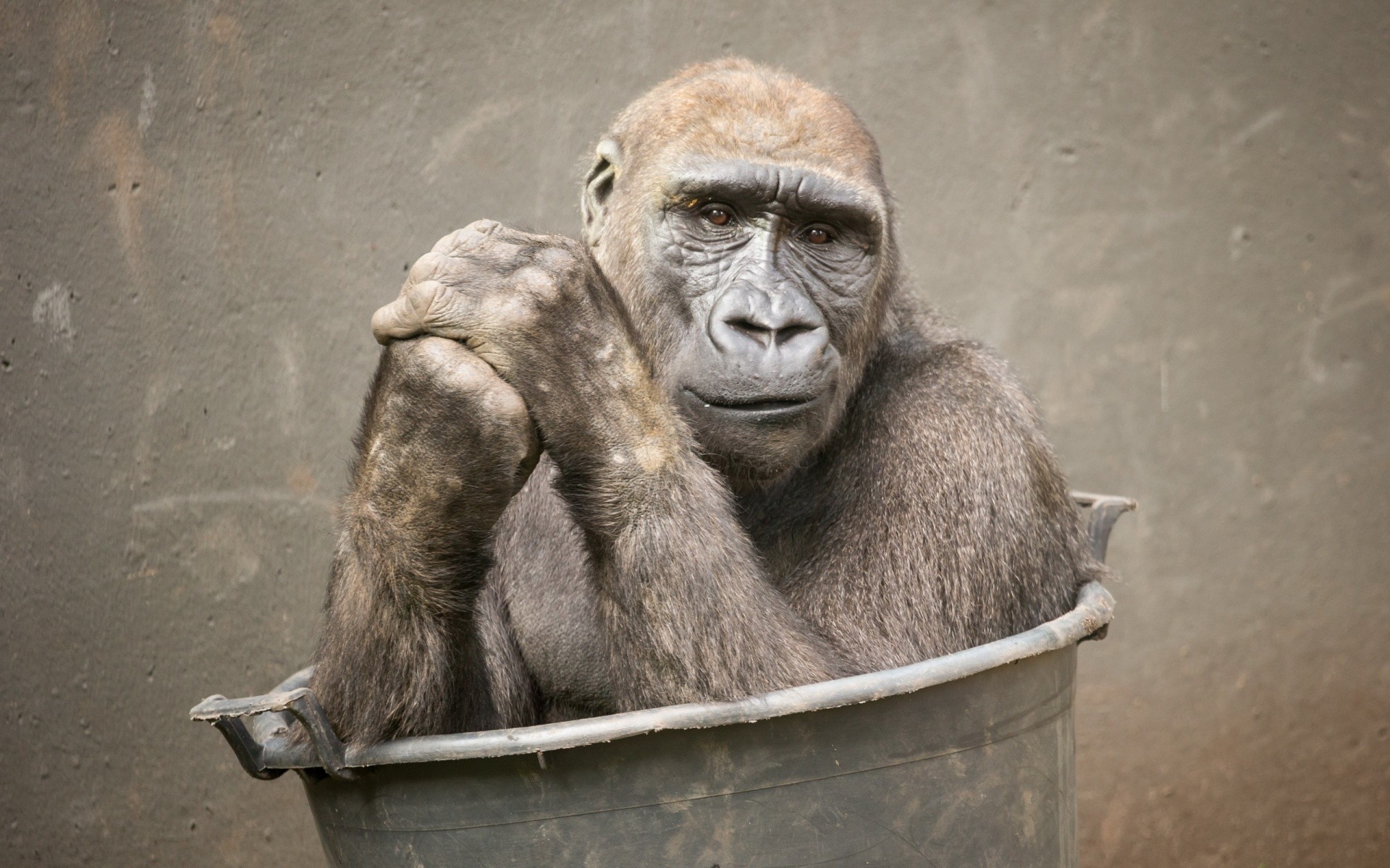 Apes Animals Bucket Beige Humor 1920x1200