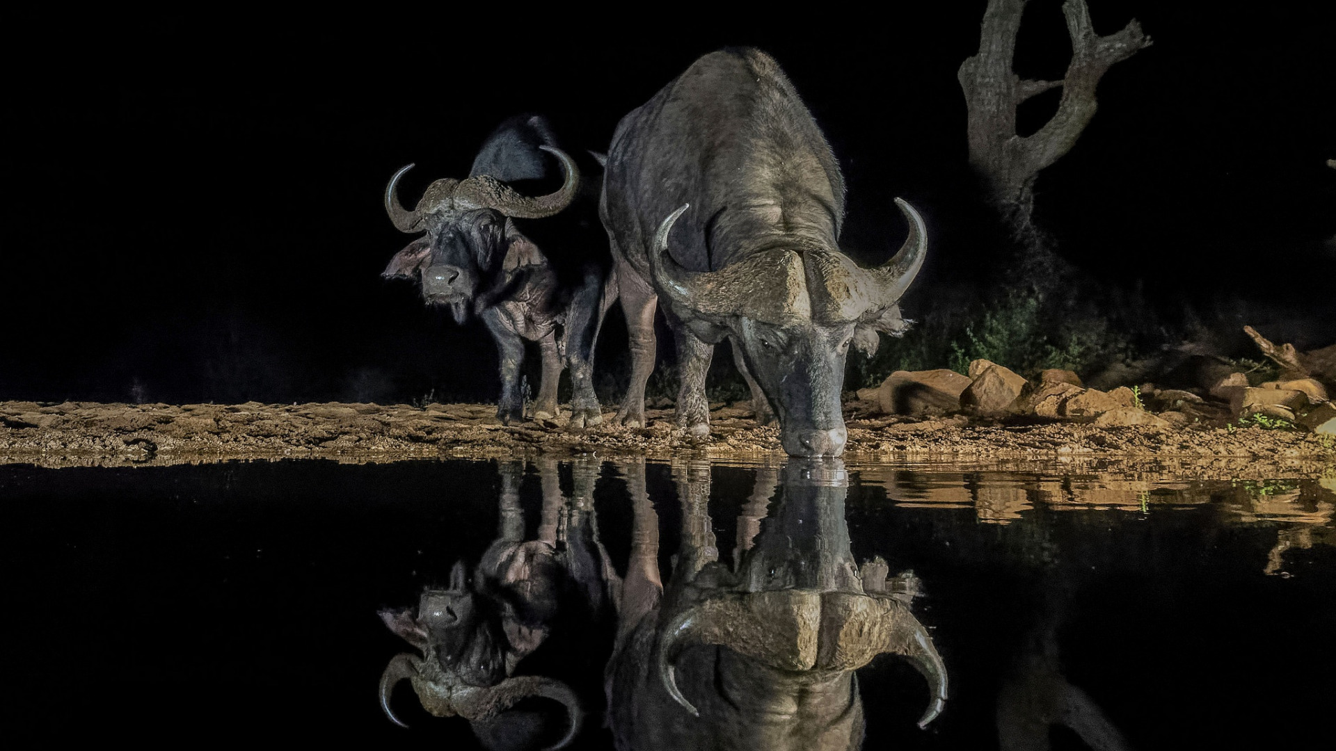 Nature Animals Reflection Horns Dark Water Night Bull Rock Trees 1920x1080
