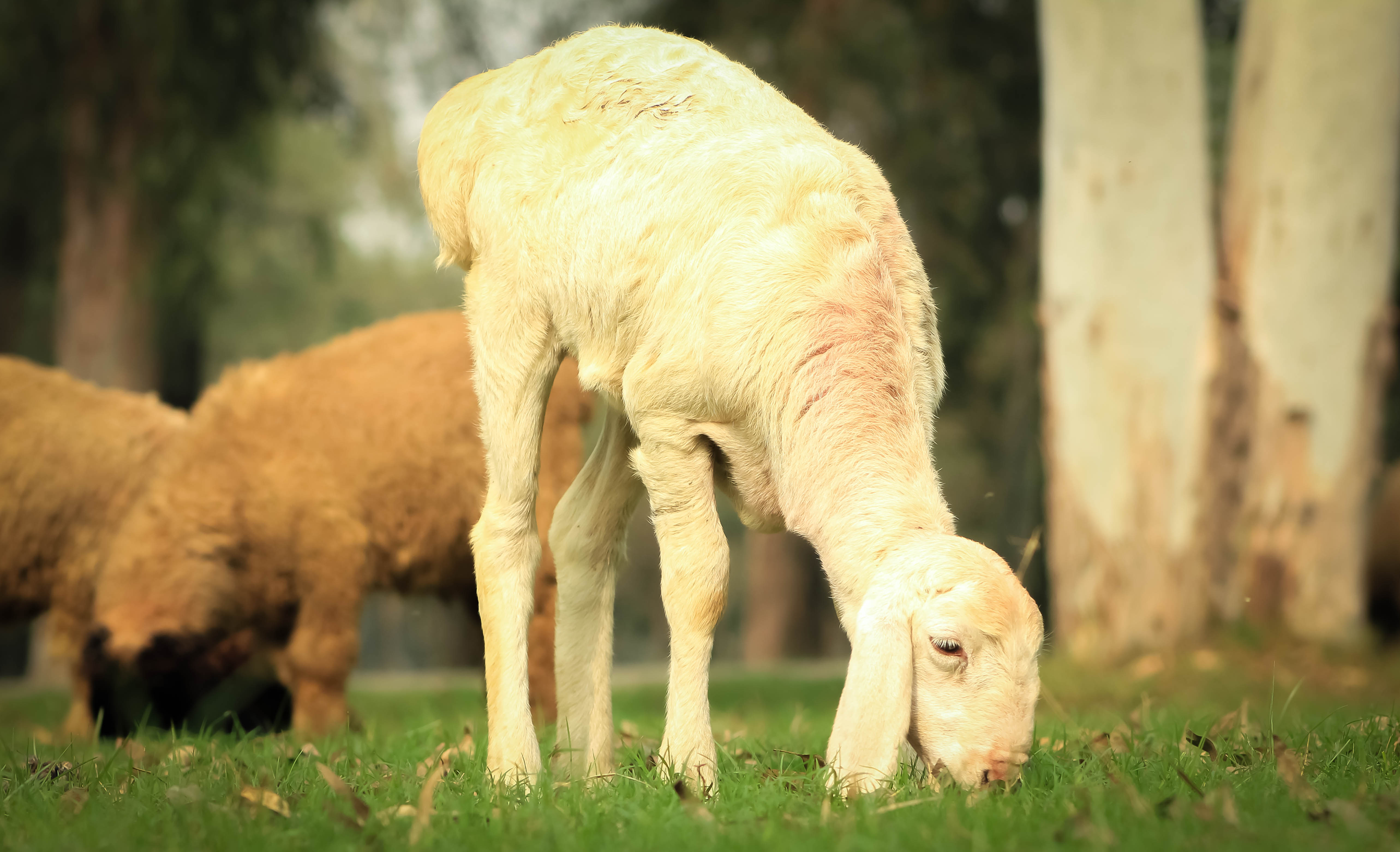 Pakistan Sheep Animals Grass 5132x3121