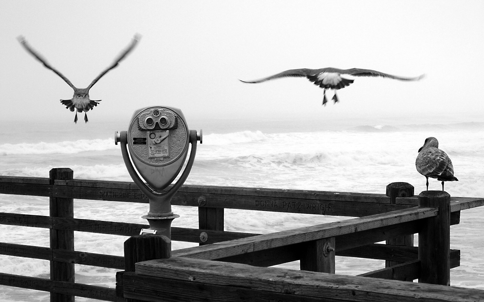Sea Landscape Birds Coast Gray Gloomy Mist Pier Overcast Waves Monochrome Wood Binoculars Flying Mot 1680x1050