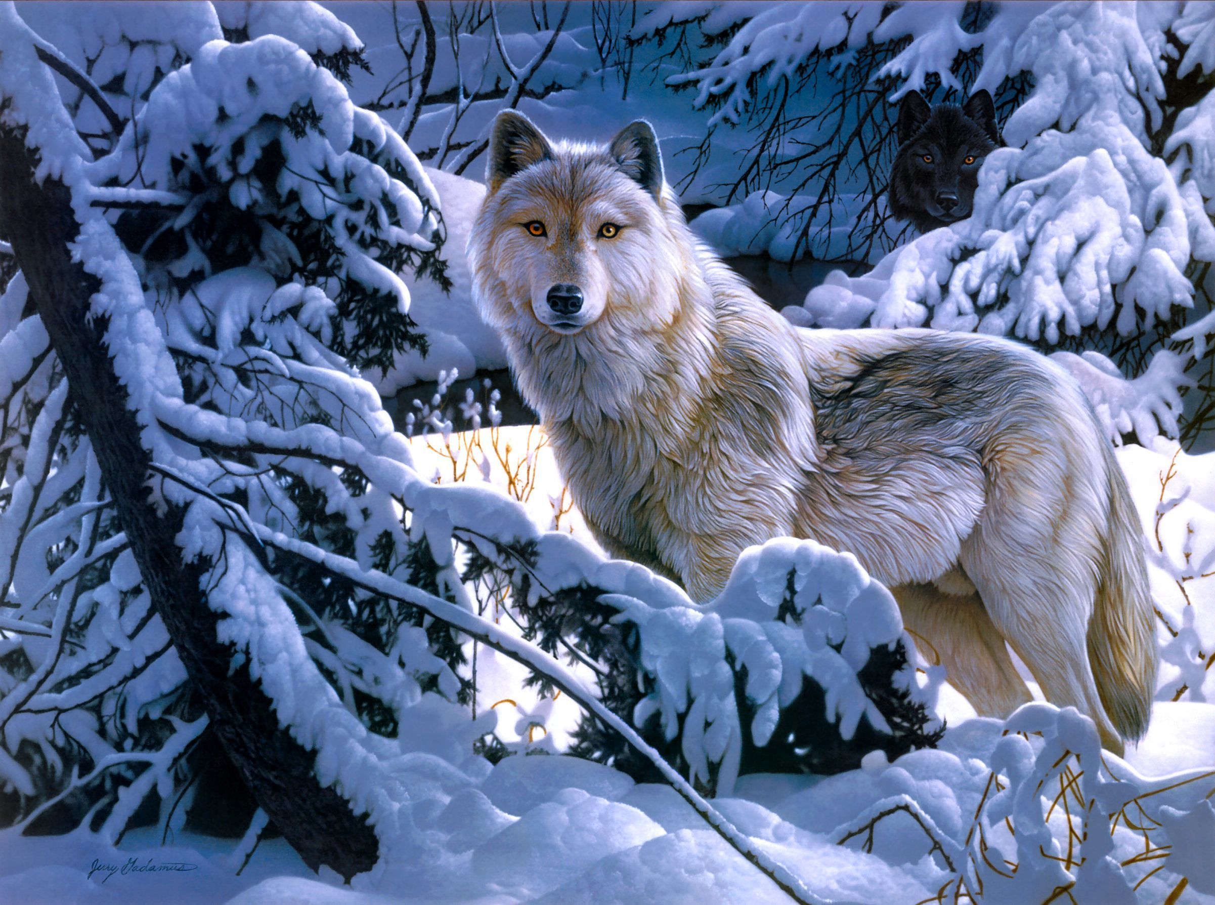 Artistic Wolf White Wolf Winter Snow Forest 2402x1788