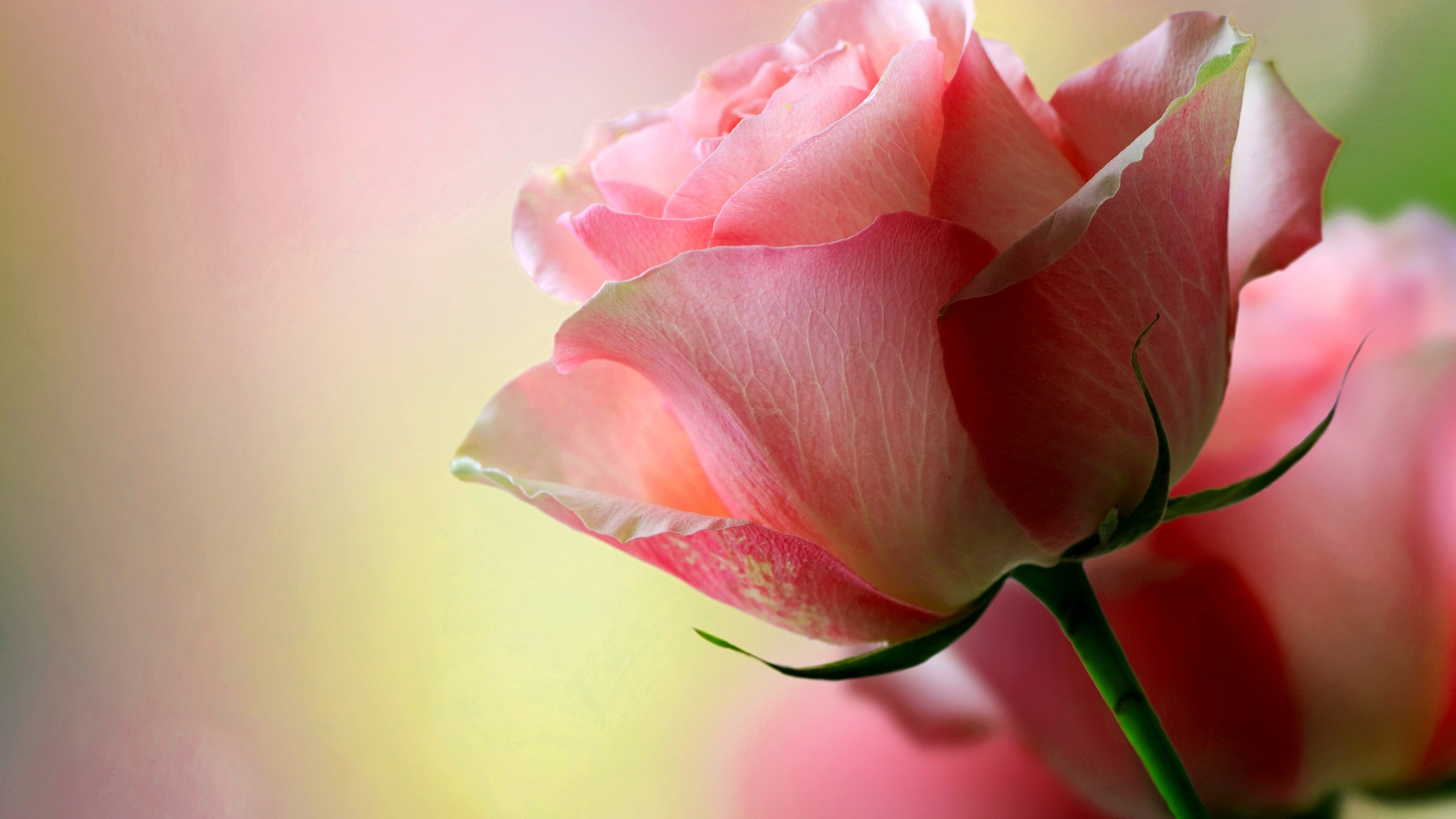 Rose Pink Roses 2560x1440