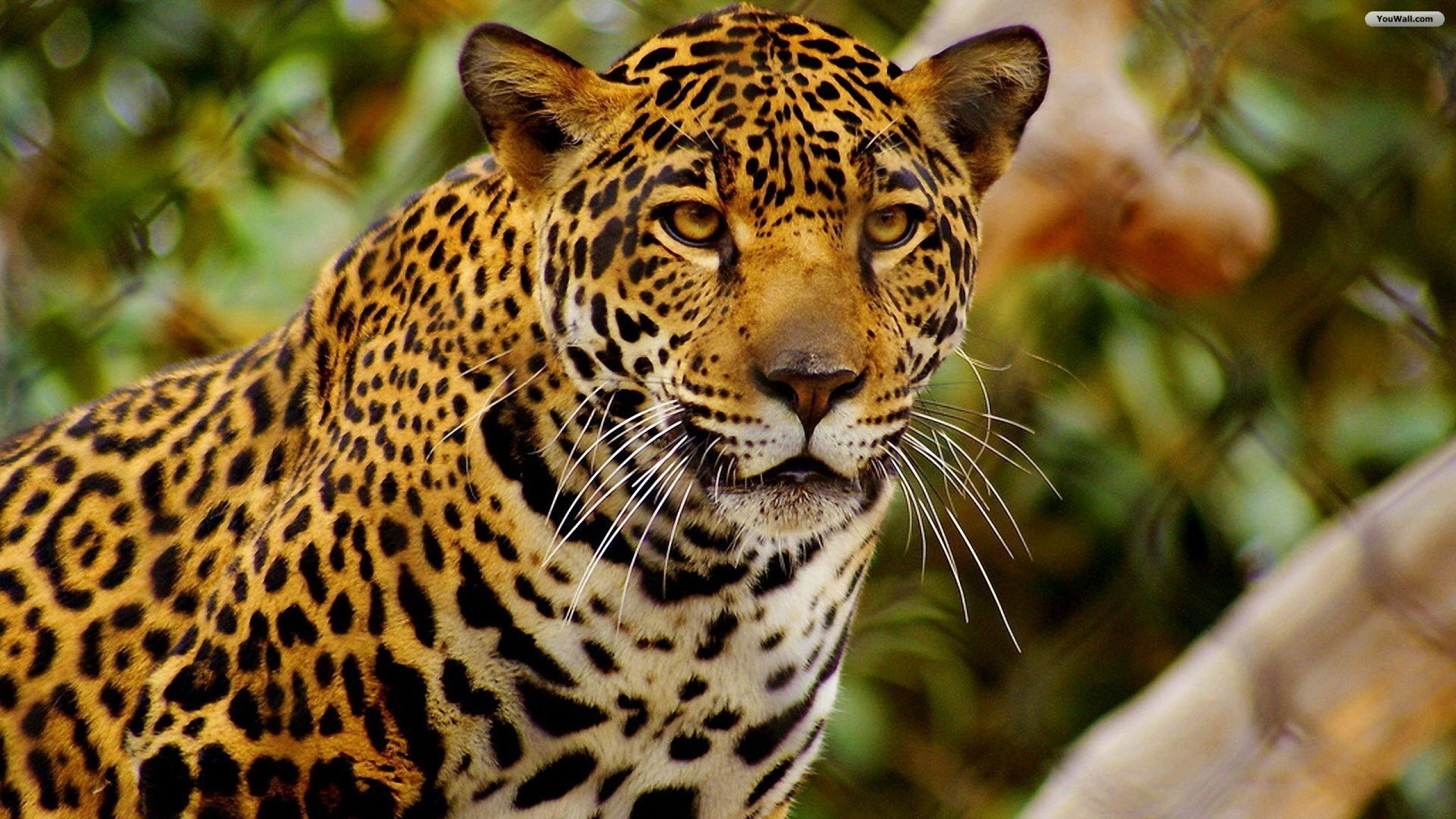 Jaguars Animals Feline Mammals Big Cats 2560x1440