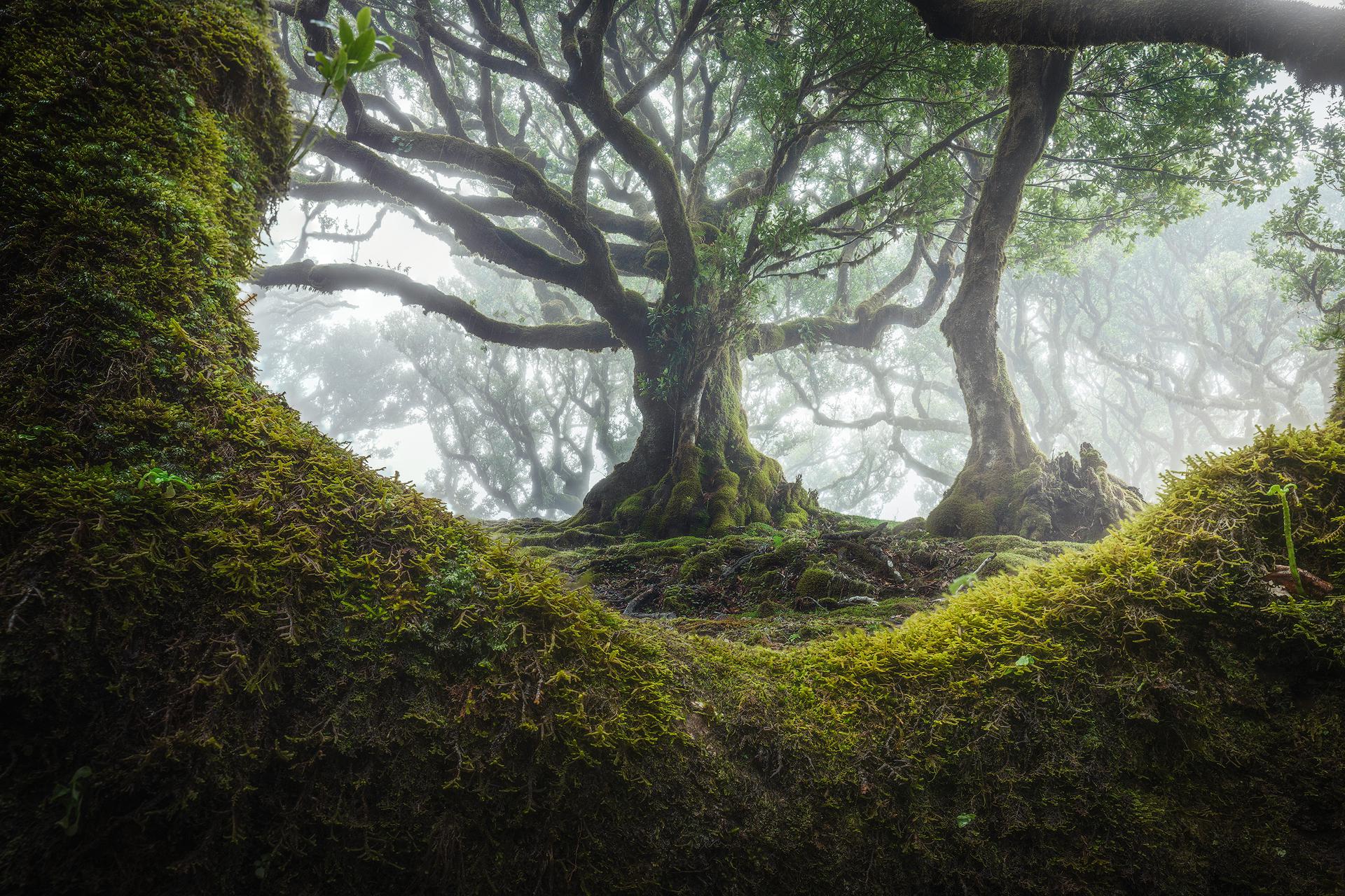 Nature Trees Mist Moss Leaves Monsoon Rain Madeira Portugal 1920x1280
