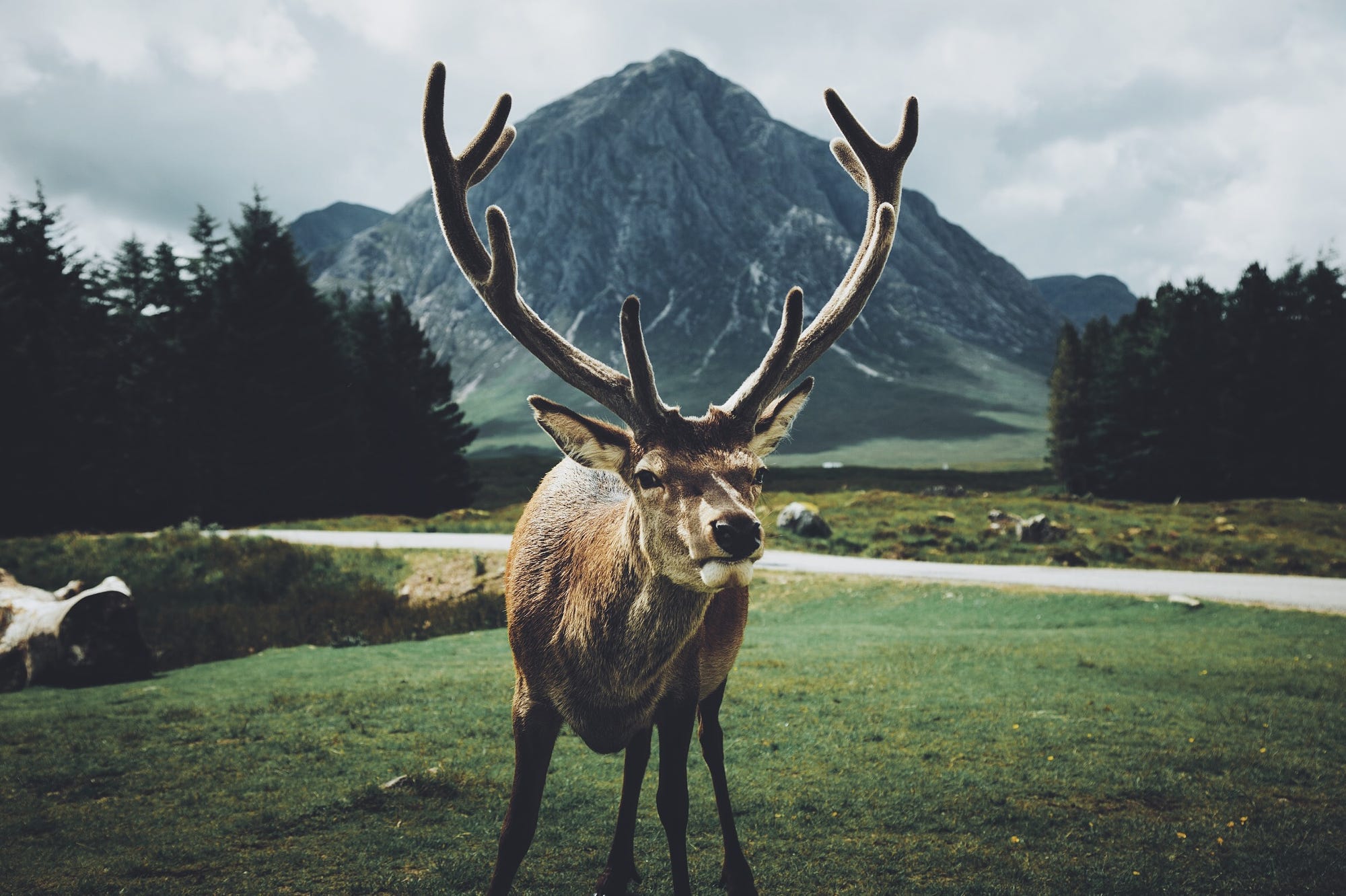 Animals Landscape Mountains Plants Deer Environment Stags Nature Green Grass 2000x1332