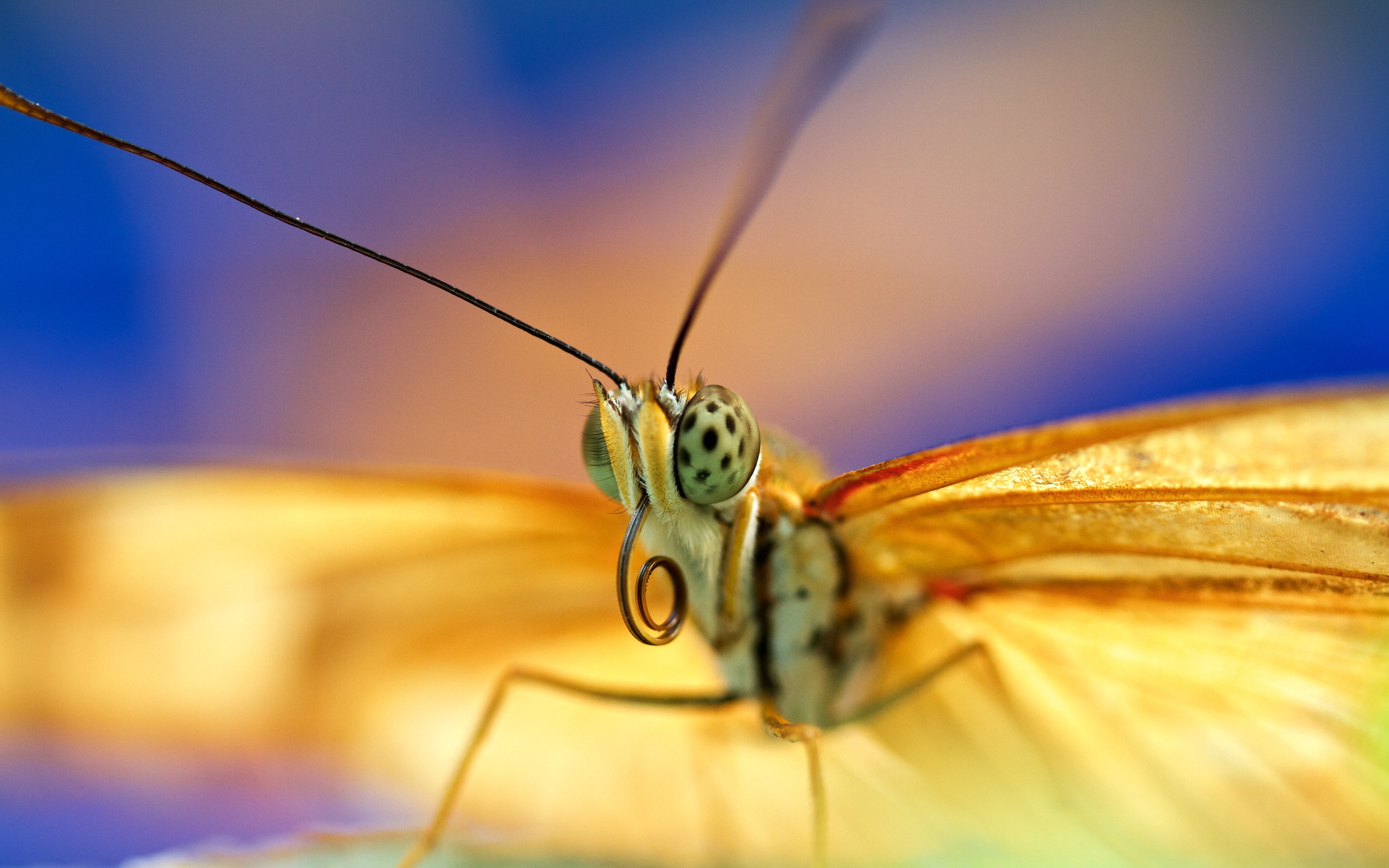 Animals Lepidoptera Macro Insect Bright Yellow 2880x1800