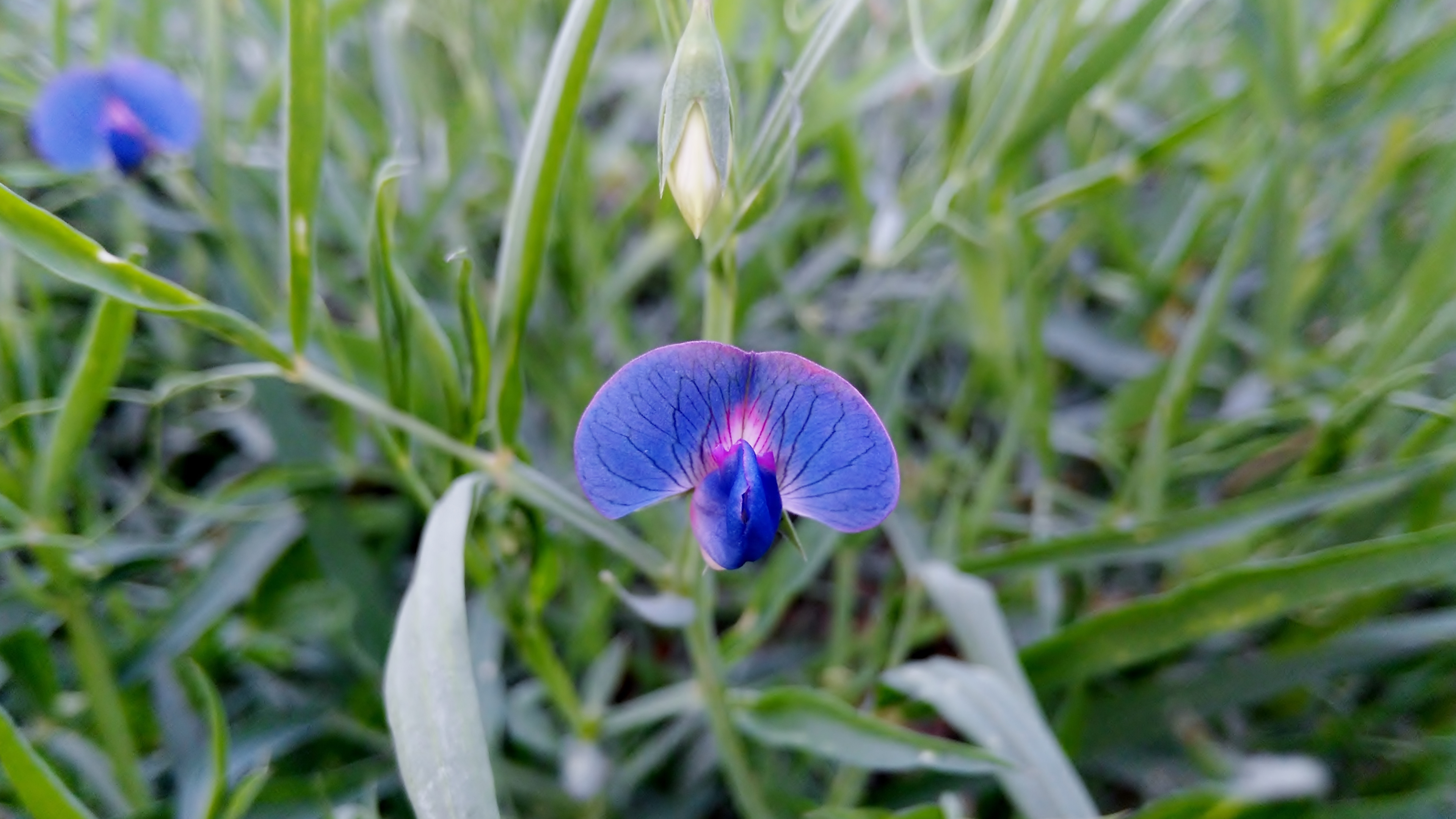 Flower Macro Grass Wildflower Purple Flower 3840x2160