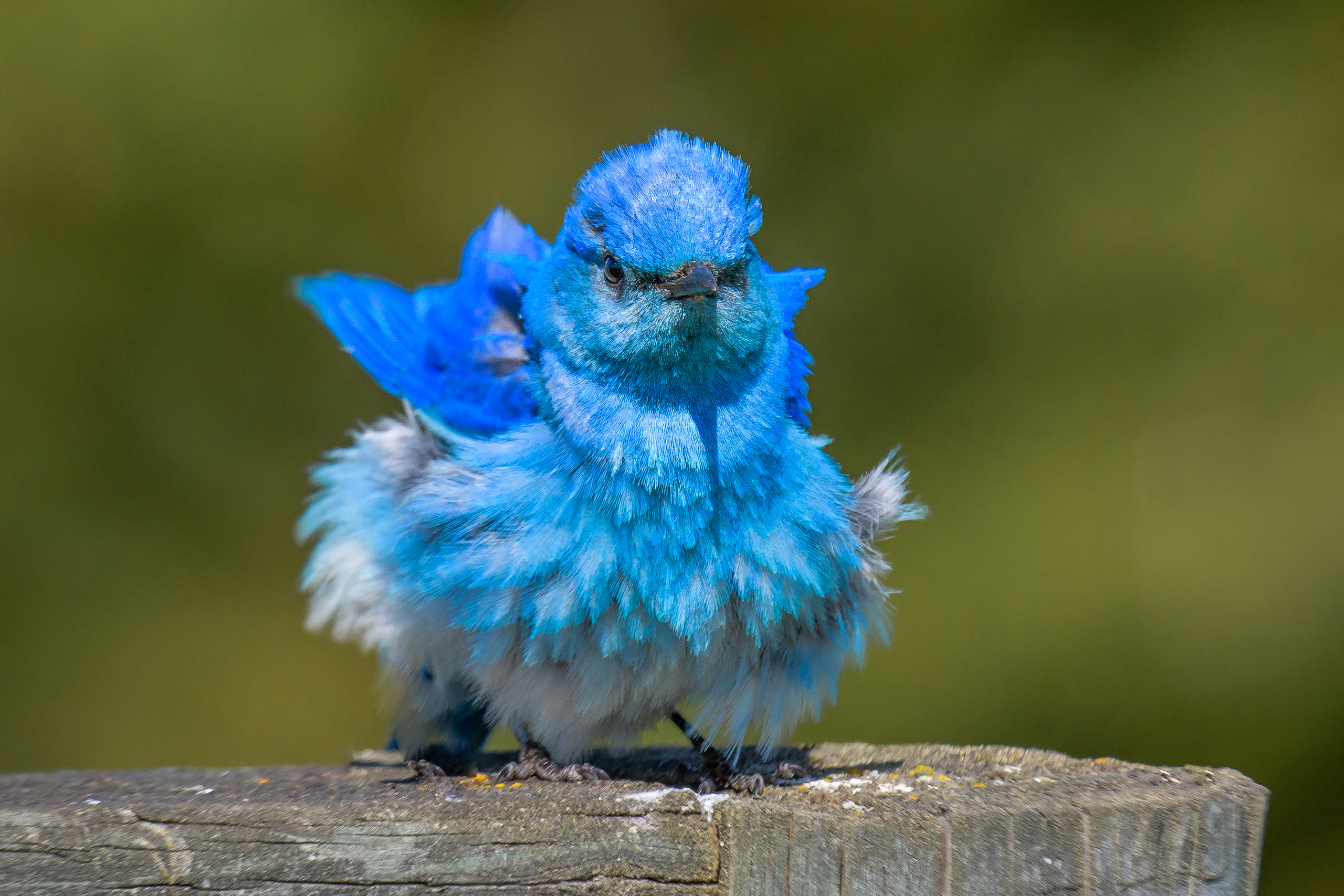 Animal Bird Feather Cute Bluebird Passerine 2560x1707