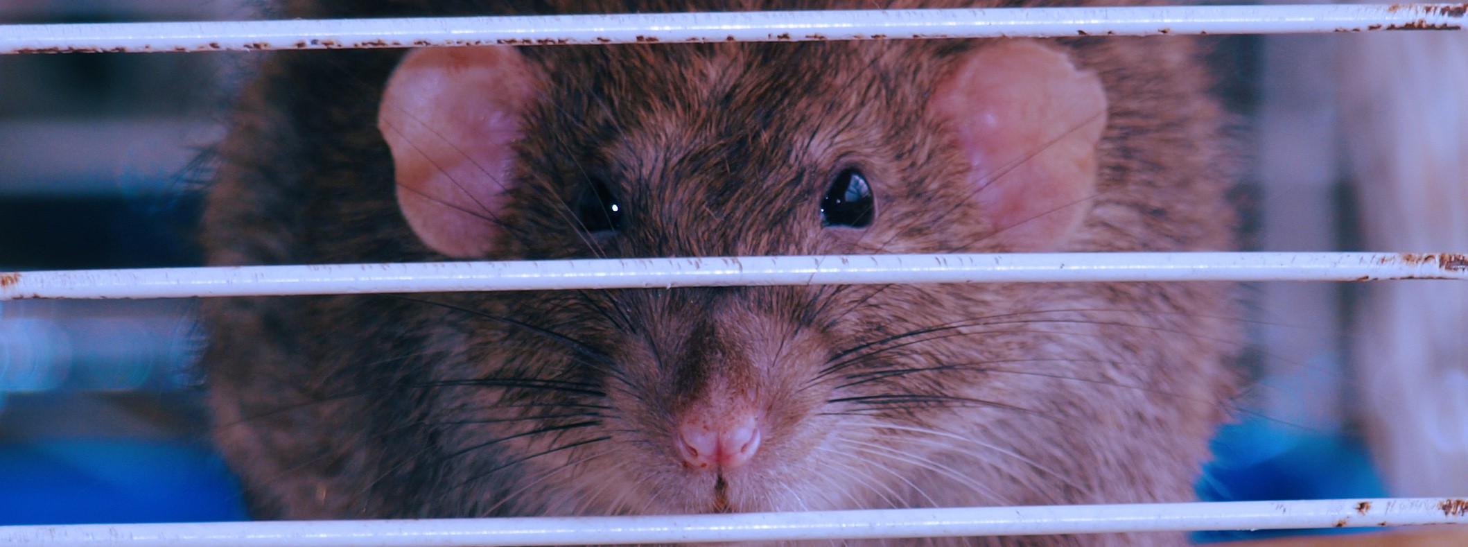 Rats Animals Cages Rodent Mice Whiskers 2118x789