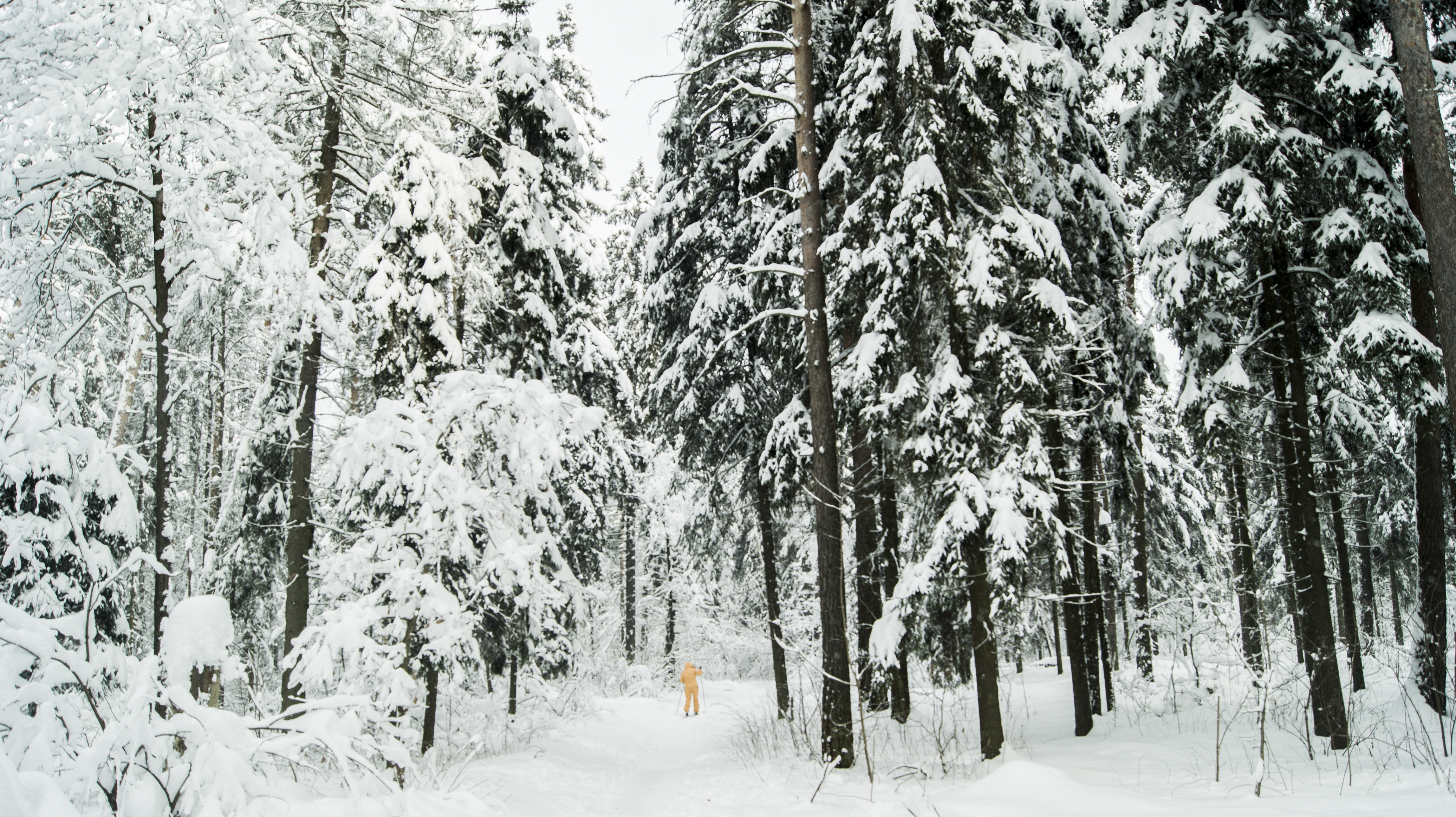 Snow Nature Photography Wood Winter Trees Snow Caps 4592x2576