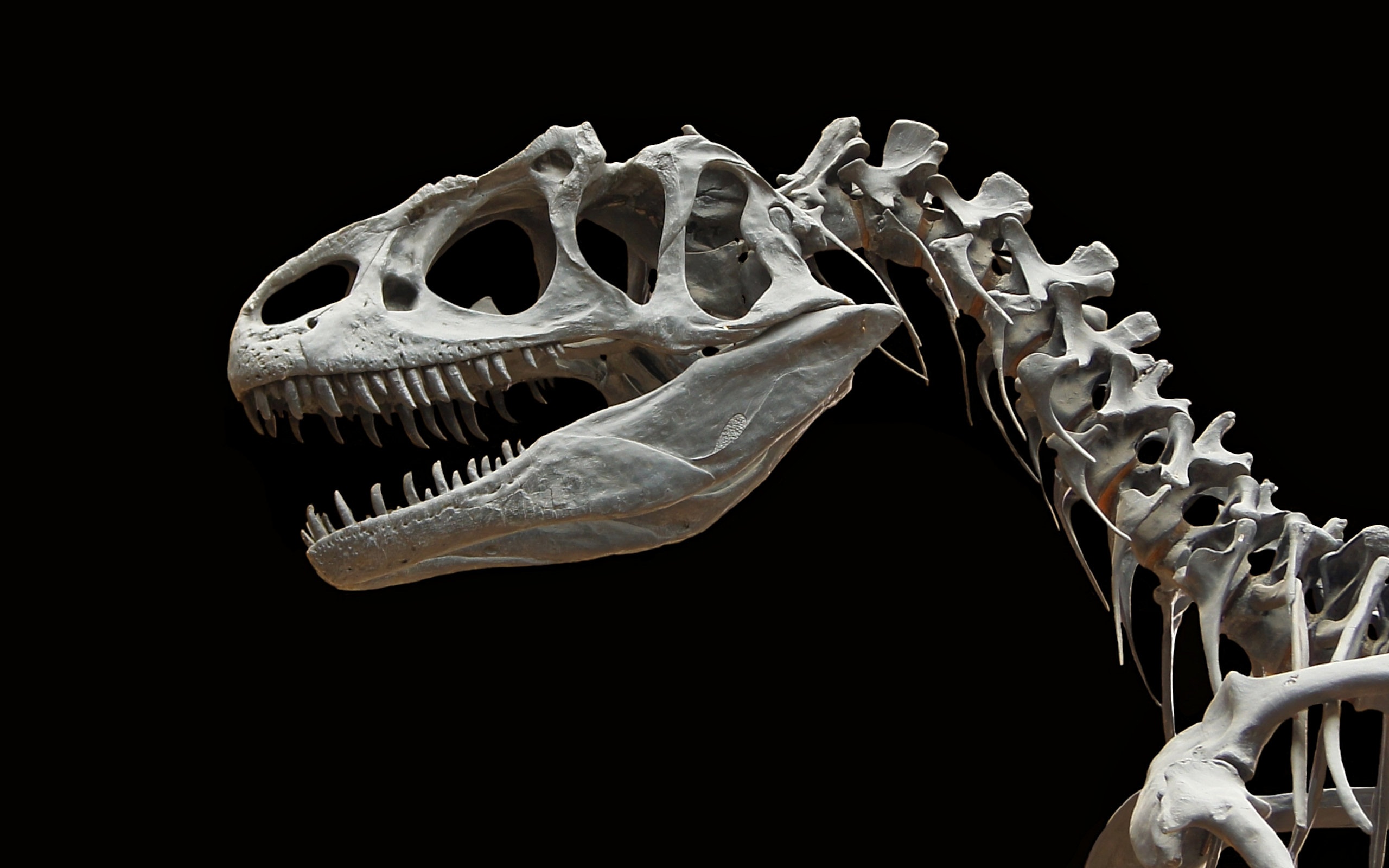 Dinosaur Extinct Bones Fossil Old 2560x1600