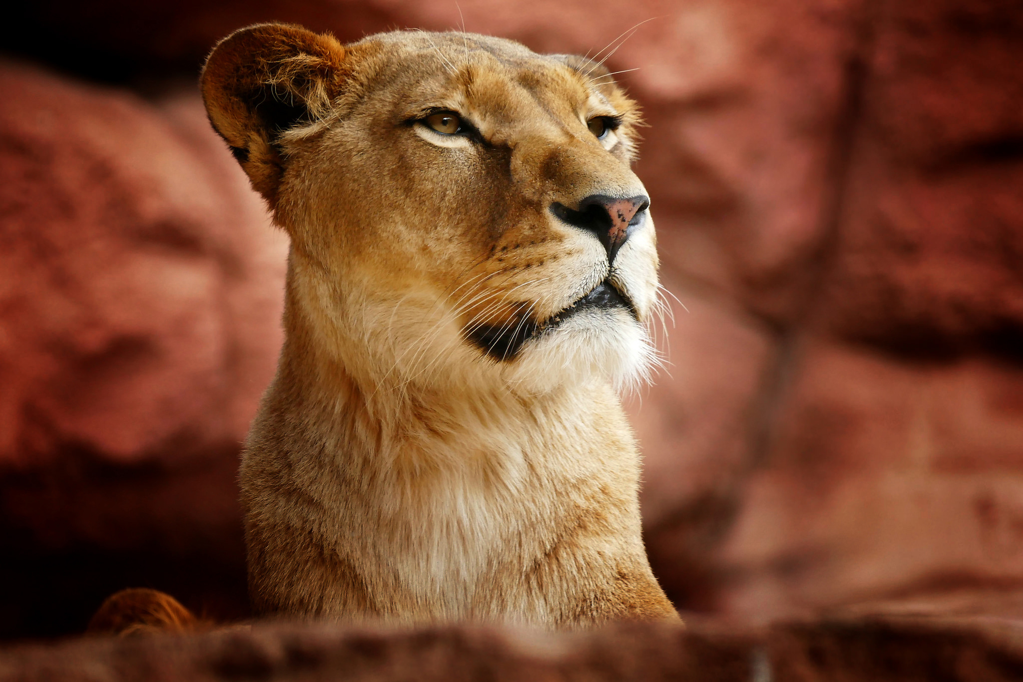 Lion Big Cat Predator Animal Muzzle Wildlife Lioness 2048x1365