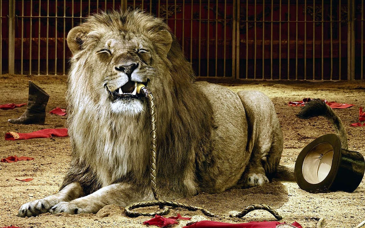 Lion Cages Circus Eating Top Hat Whips Dark Humor 1280x800