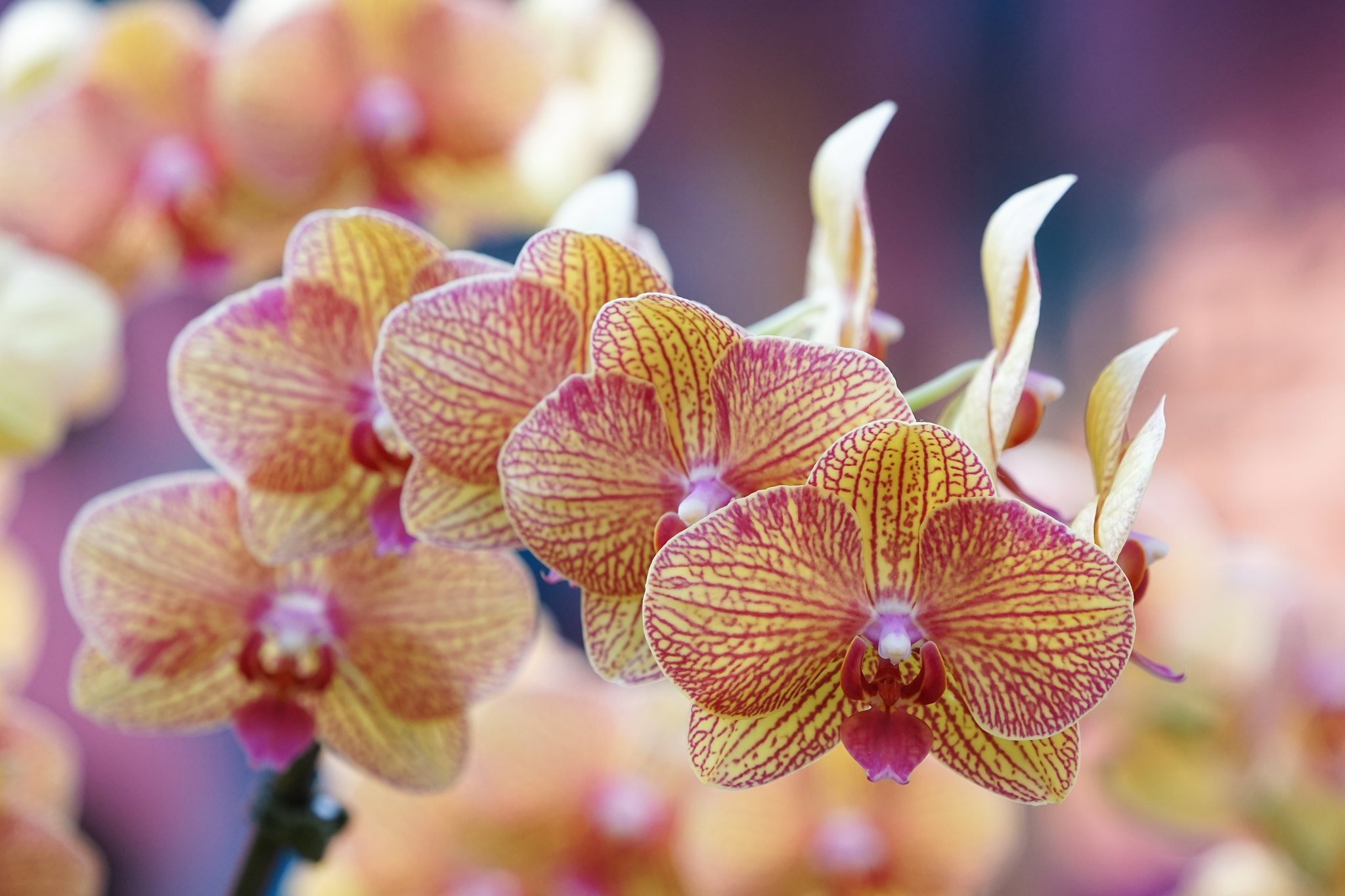 Orchids Flowers Colorful Macro 2048x1365