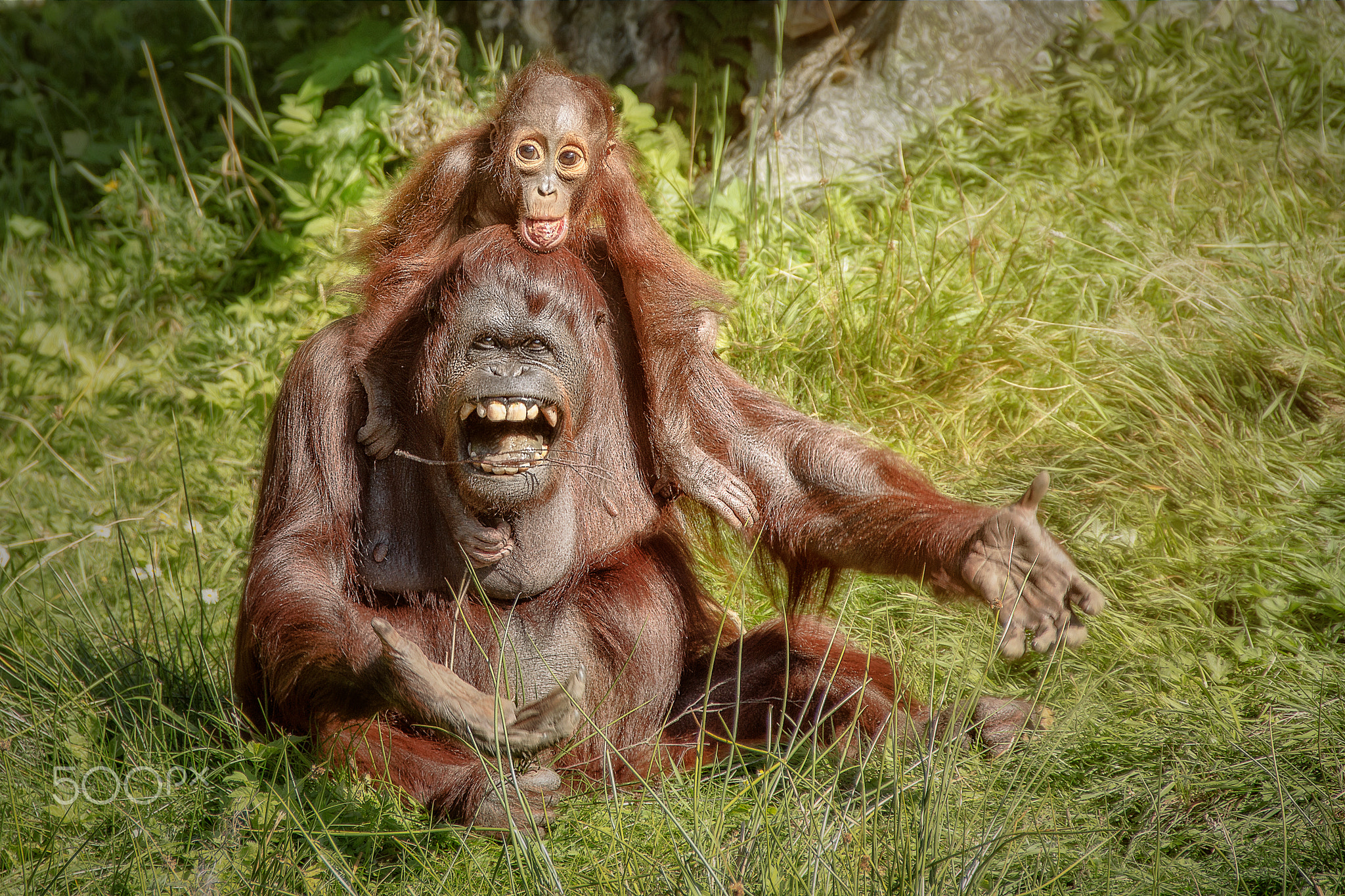 Apes Animals Baby Animals Orangutans 2048x1365