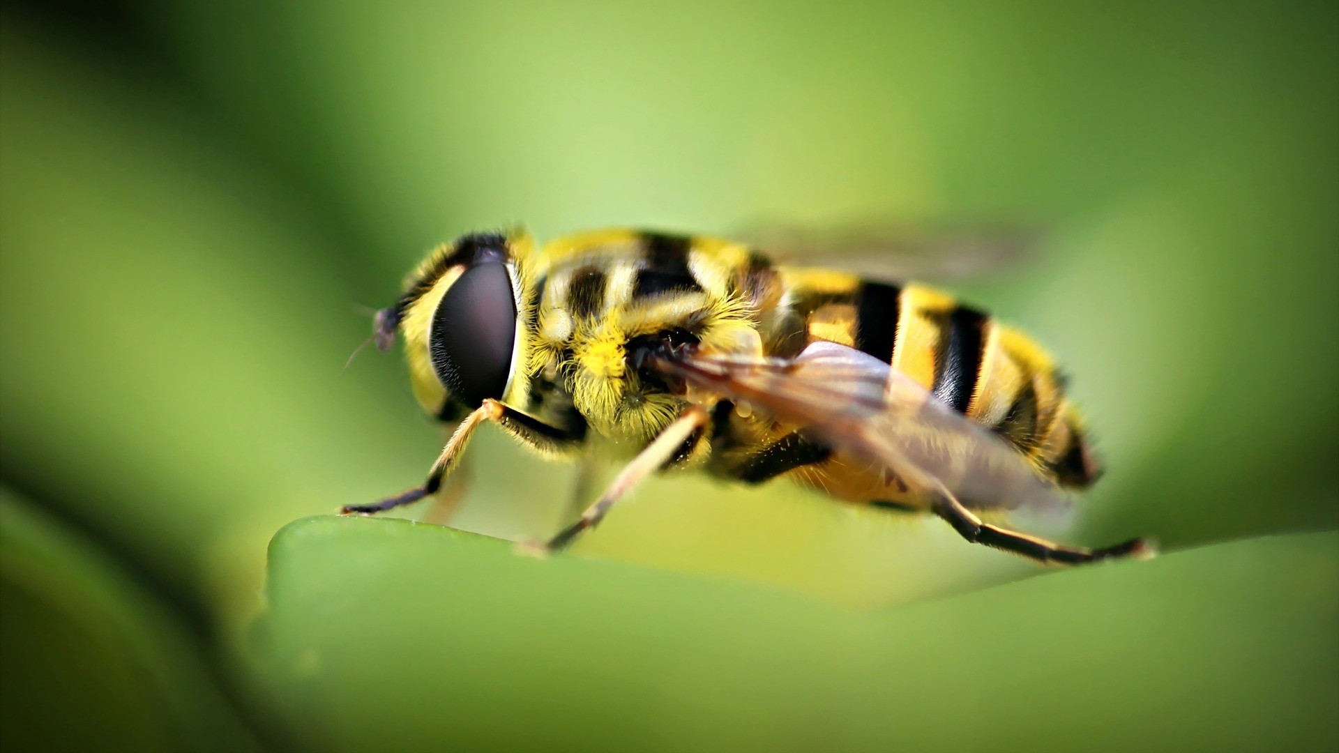 Animal Hoverfly 1920x1080