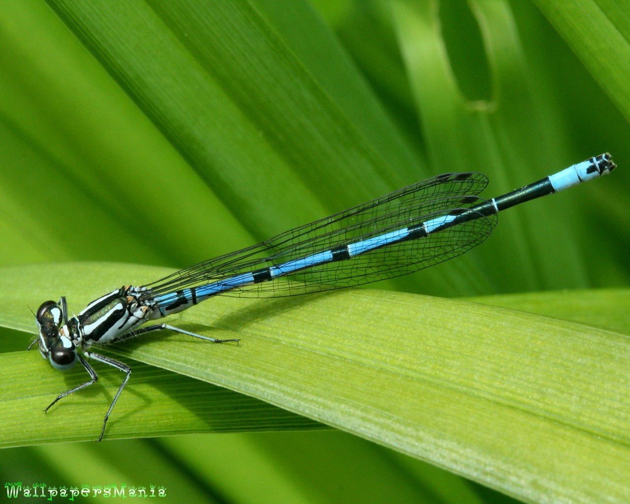 Dragonflies Leaves Insect 1280x1024