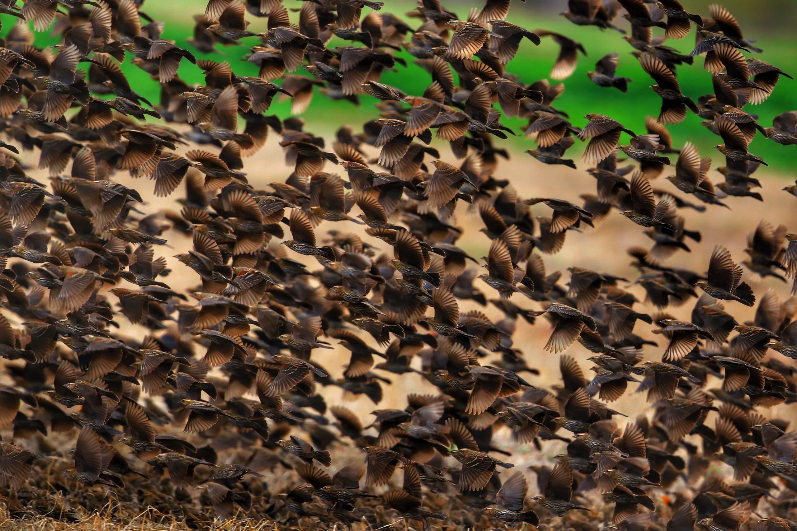 Bird Flock Of Birds Wildlife 2560x1707