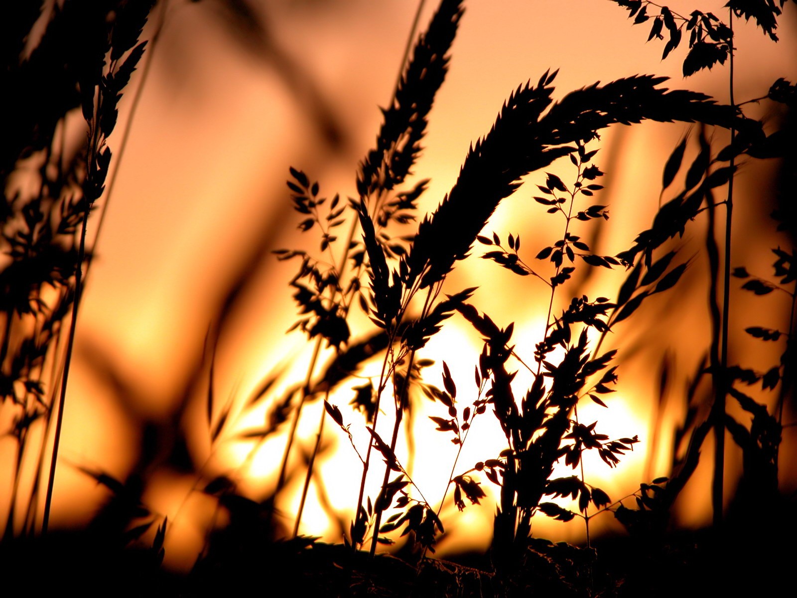 Silhouette Spikelets Sunset Nature Plants 1600x1200