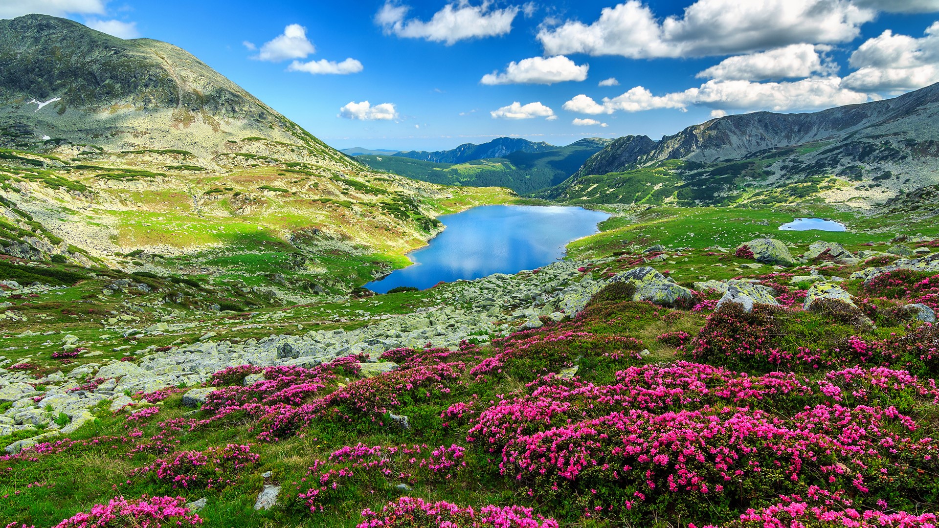 Nature Landscape Clouds Sky Pink Flowers Rocks Mountains Lake Rhododendron Romania Retezat National  1920x1080