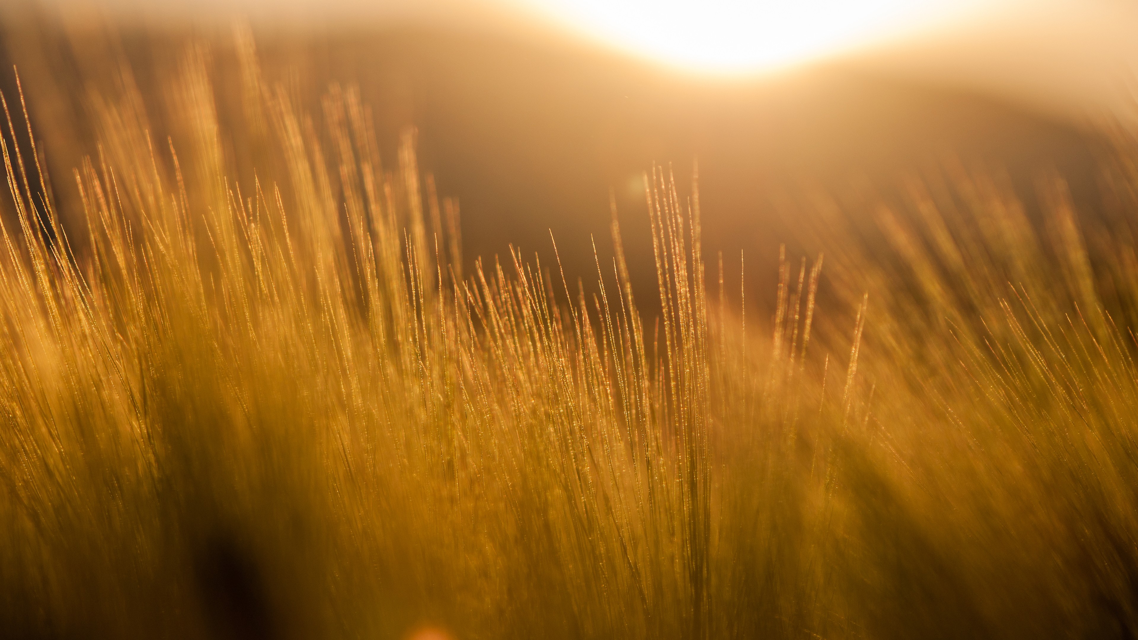 Nature Filter Photography Field Sun Rays Barley Yellow Orange Lights 3840x2160