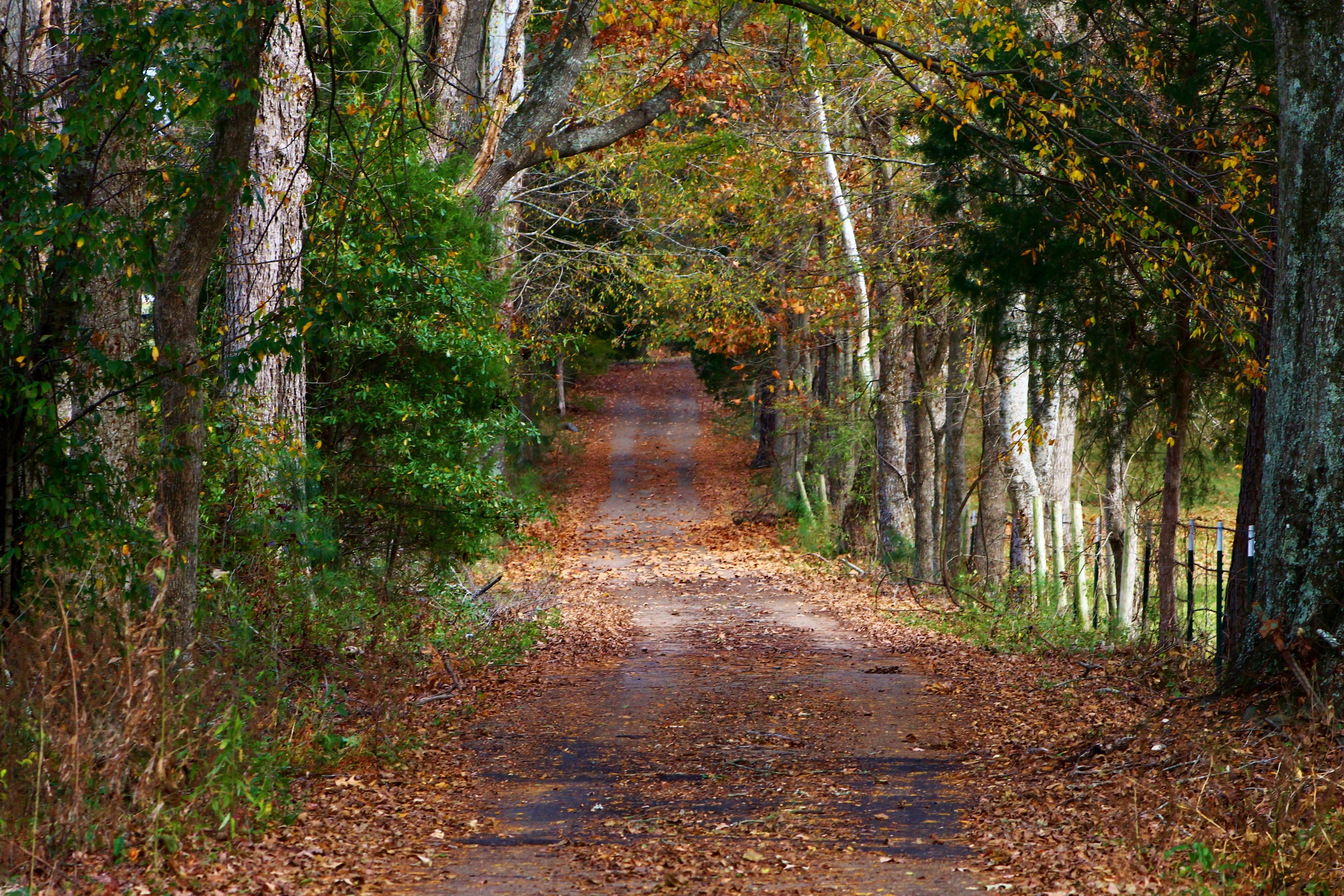 Nature Trees Road Fall Path Leaves Forest Dirtroad 4272x2848