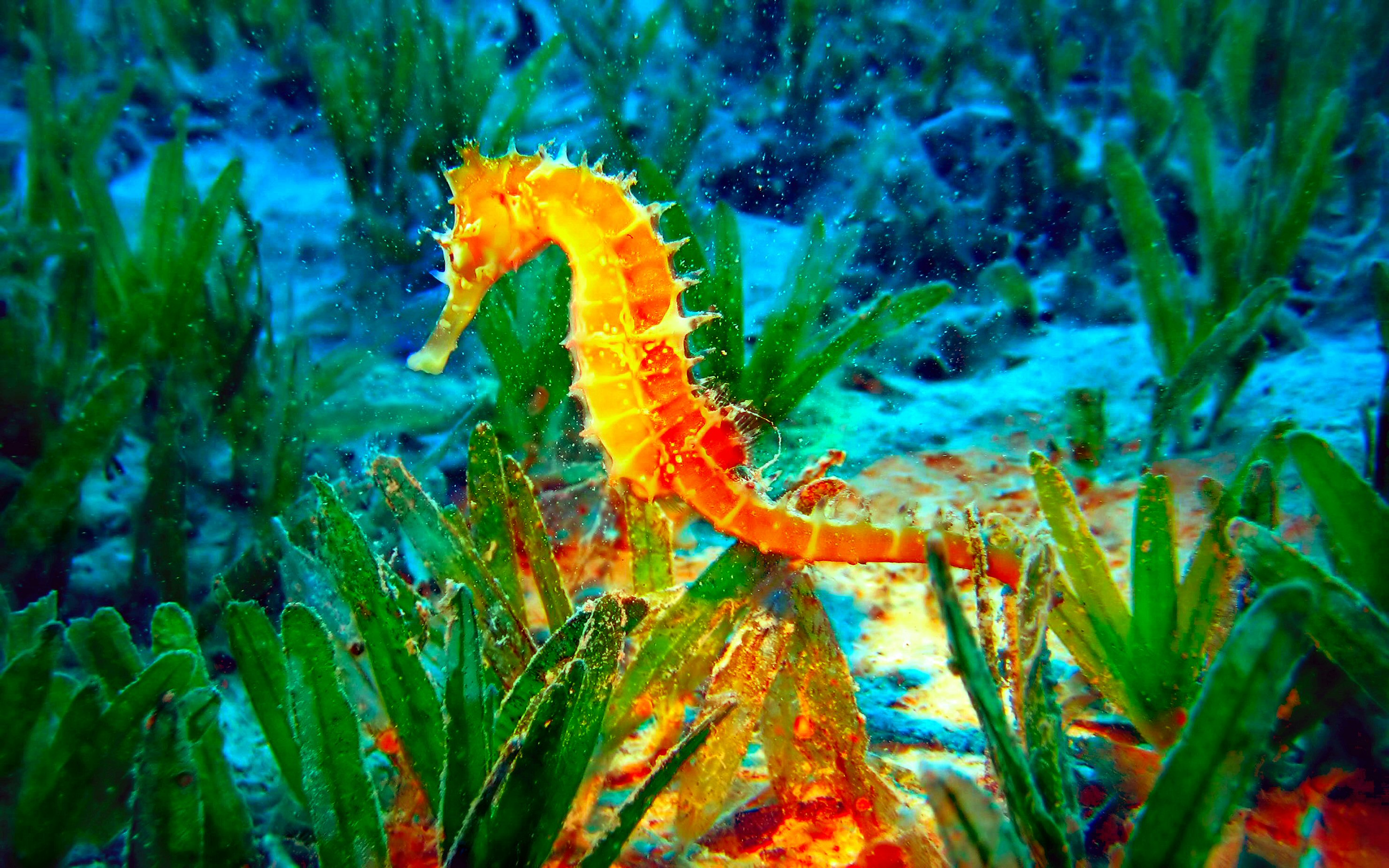 Seahorse Water Green Yellow 2960x1850