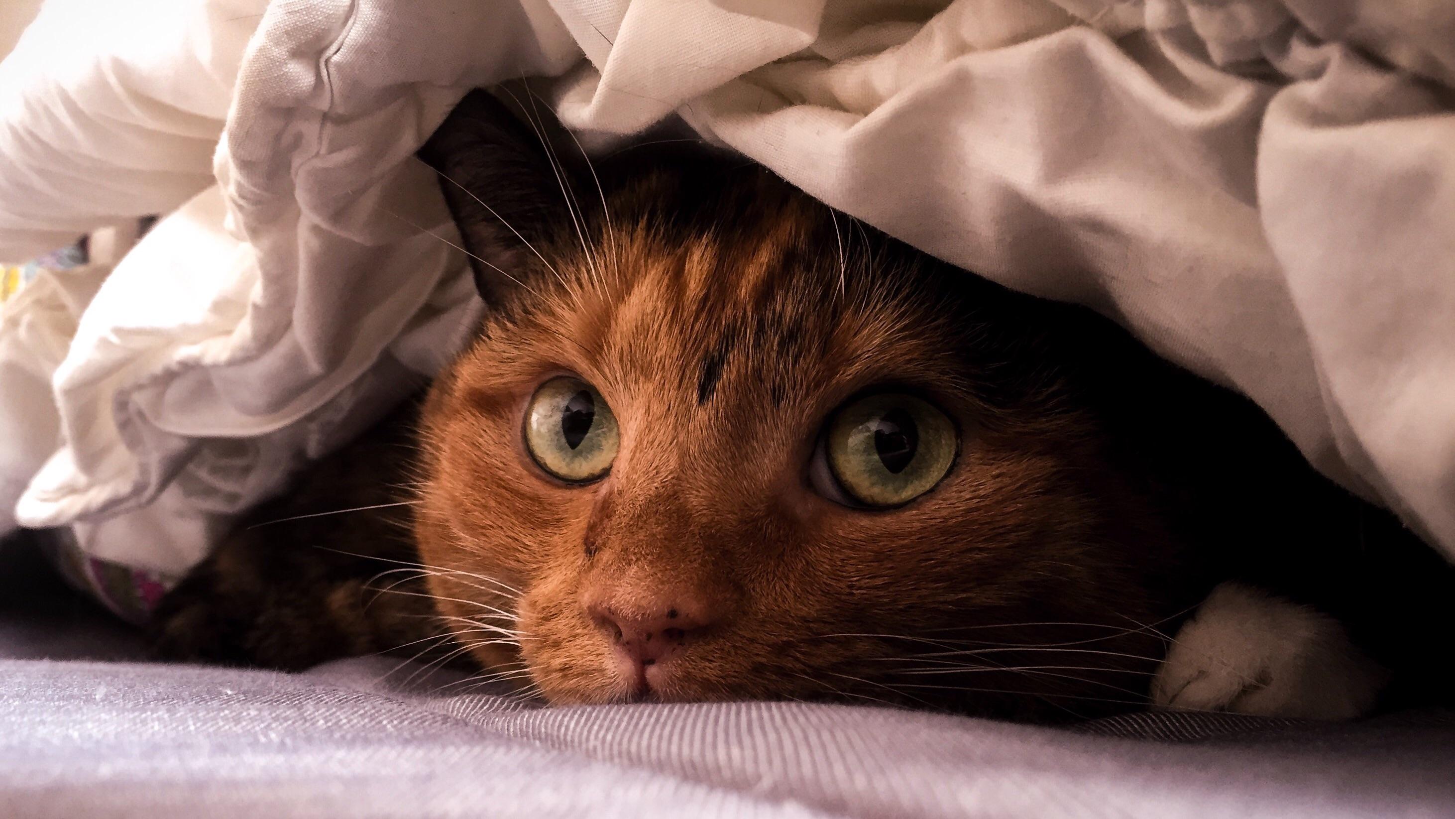 Cats Blankets Closeup 2923x1645