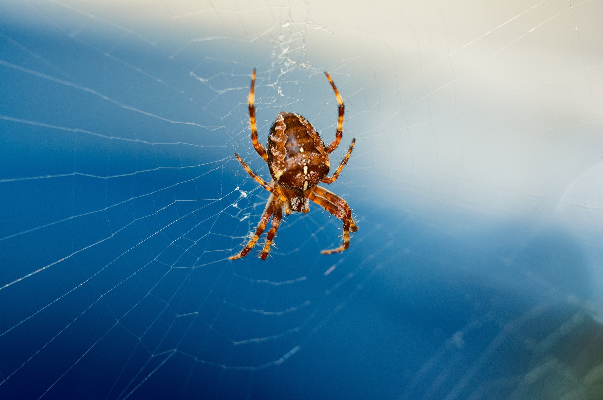 Animals Spider Spider Webs Arthropods 2048x1359