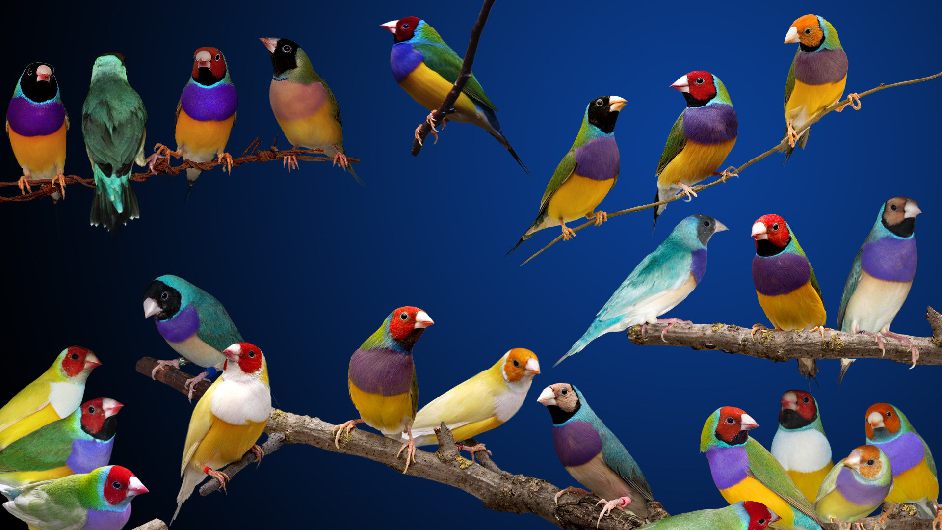 Gouldian Finches 1920x1080