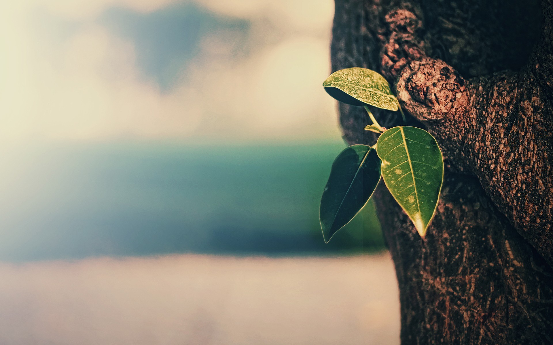 Nature Trees Tea Plant Bokeh Depth Of Field Vintage 1920x1200