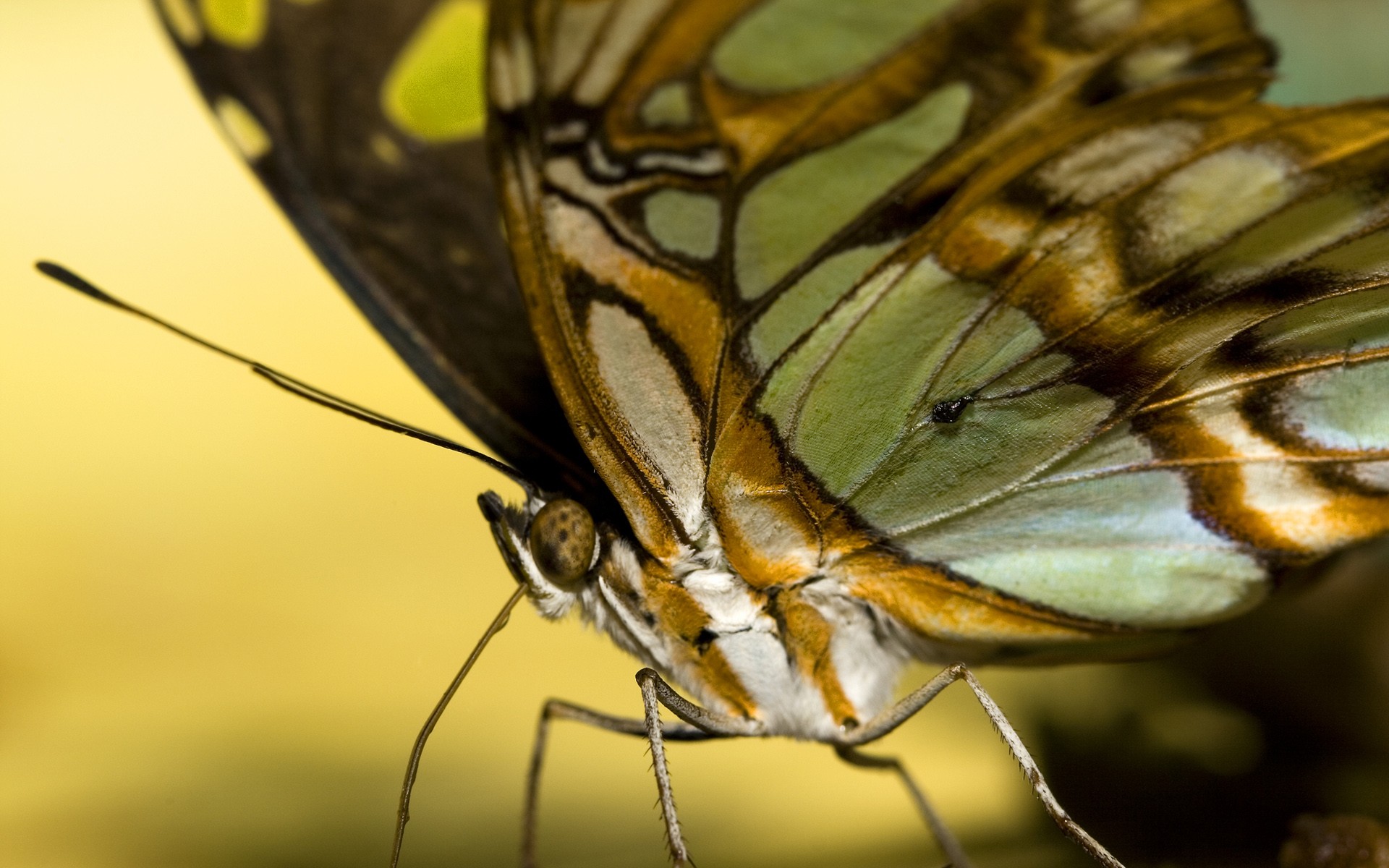 Lepidoptera Insect Animals Butterfly Macro Yellow 1920x1200