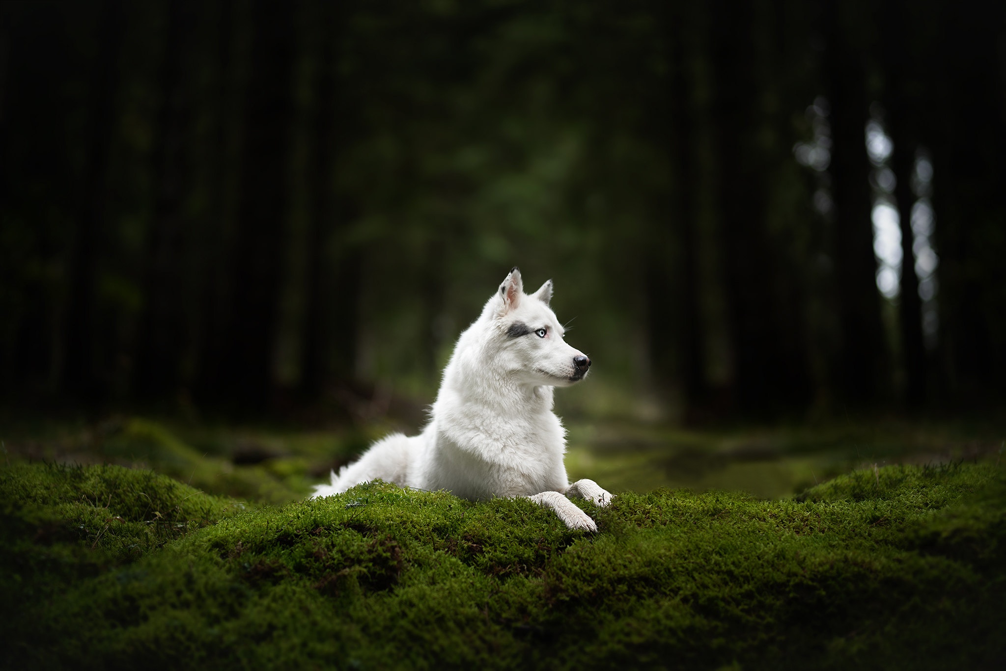Nature Outdoors Dog Animals Mammals Trees Forest Grass Wolf Focused White Eye 2048x1367