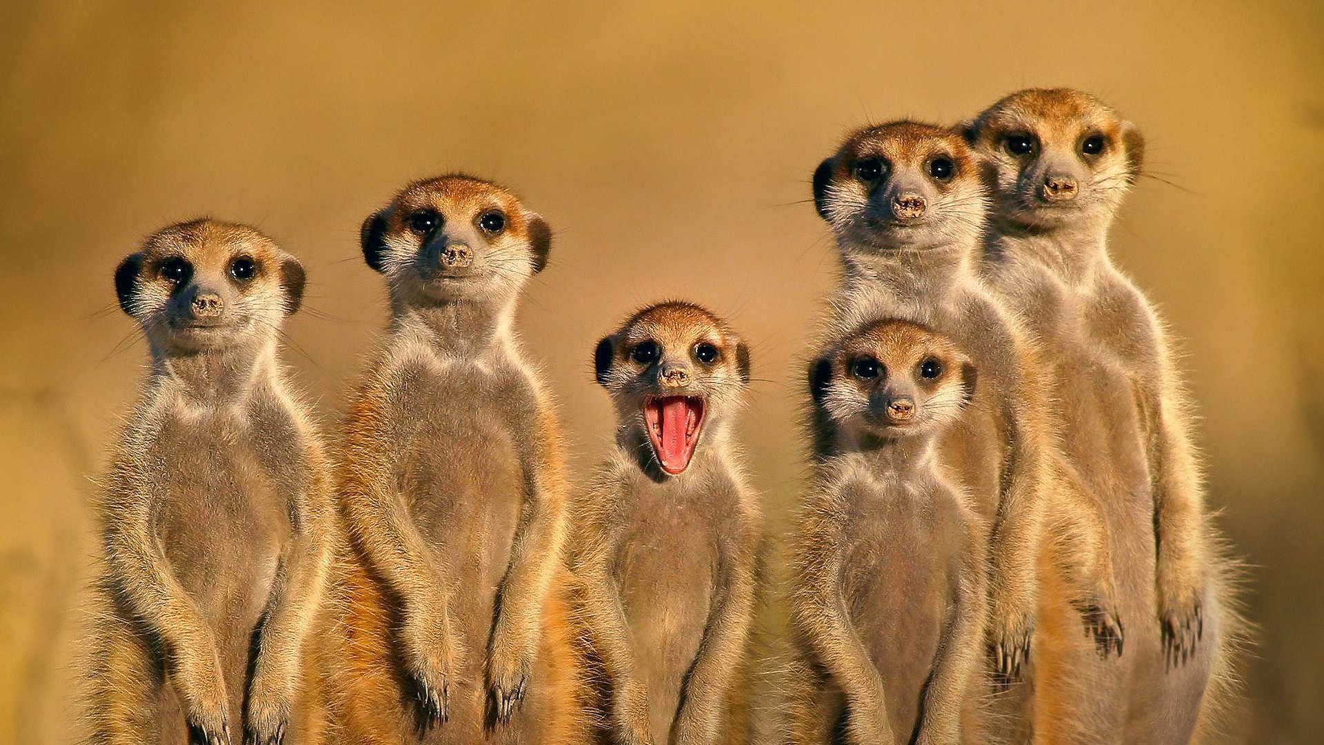 Meerkats Animals Nature Family Face Open Mouth 1920x1080