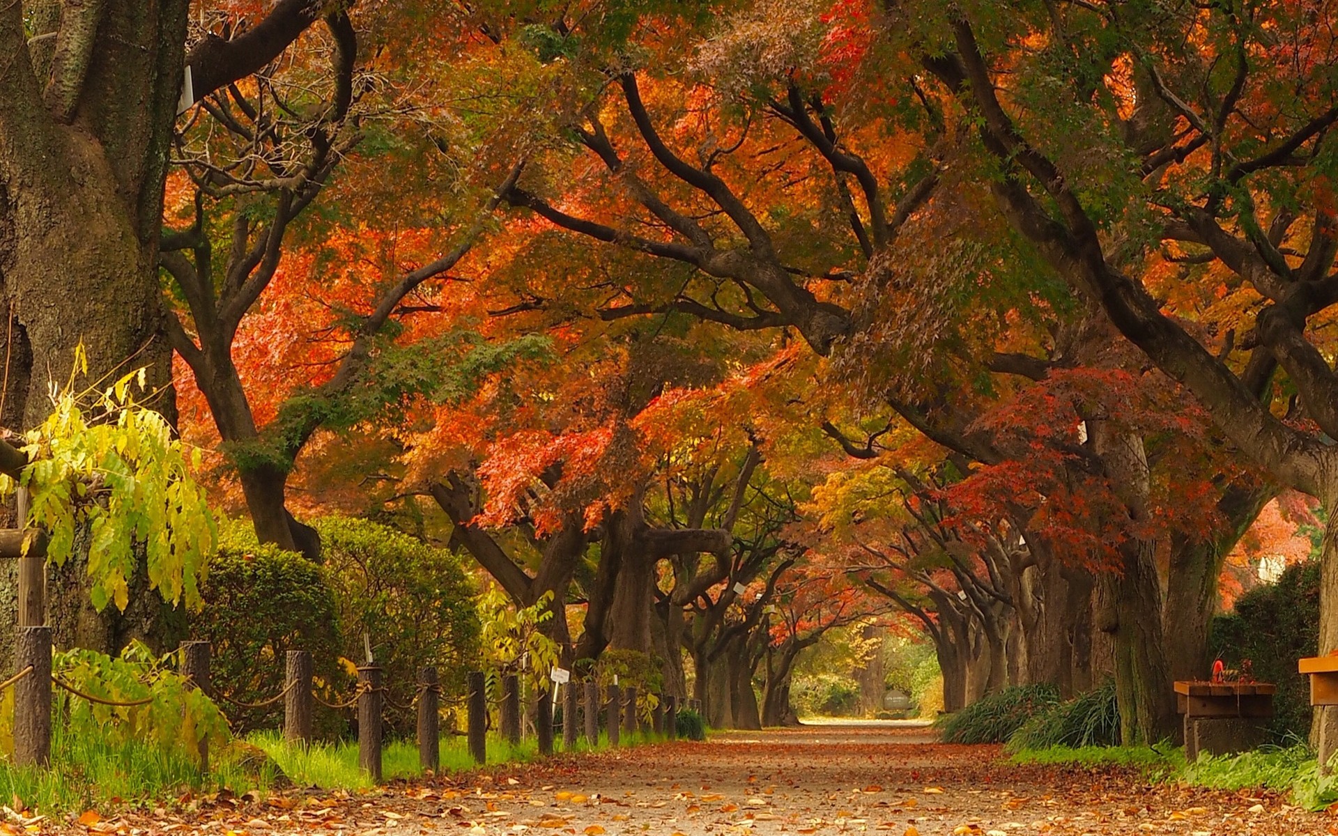 Nature Landscape Maple Leaves Trees Park Road Street Japan Tunnel Fall 1920x1200