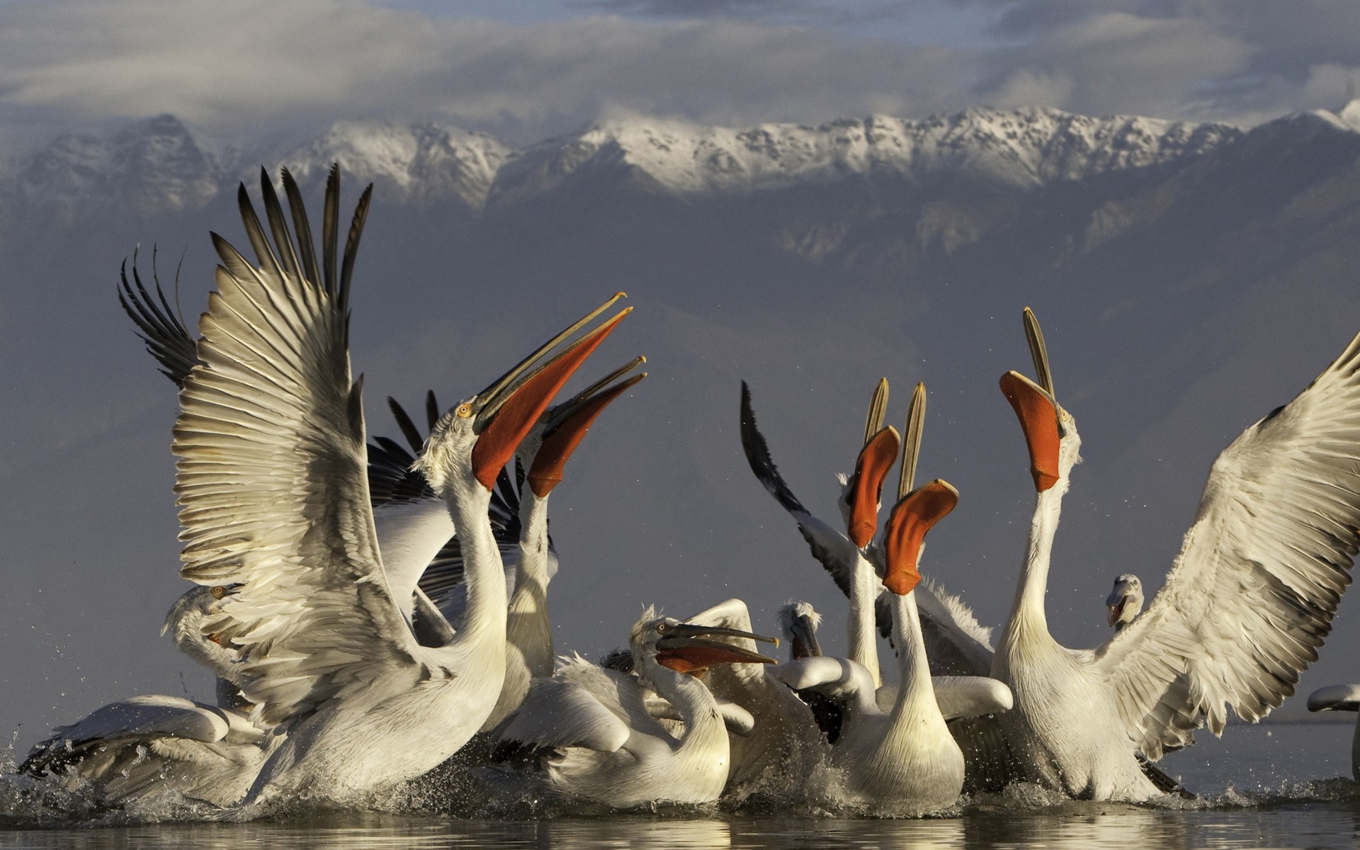 Pelicans Birds Mountains 1920x1200