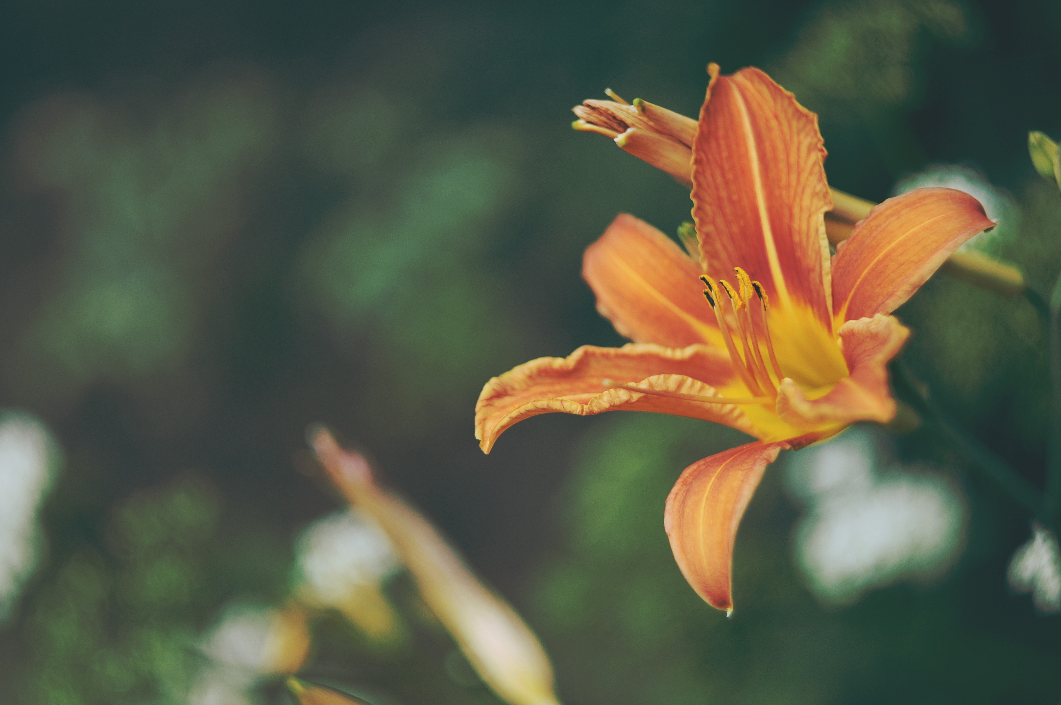 Flowers Orange Flowers Plants Petals 4288x2848