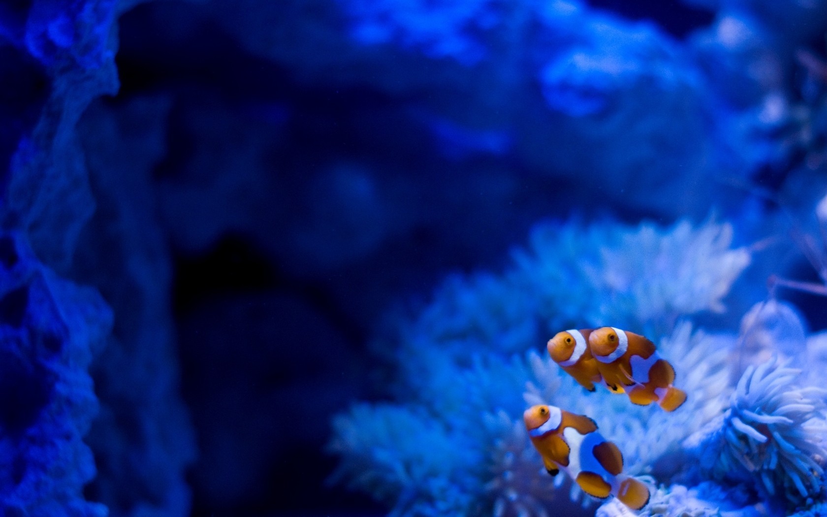 Fish Clownfish Sea Anemones Underwater Animals 1680x1050