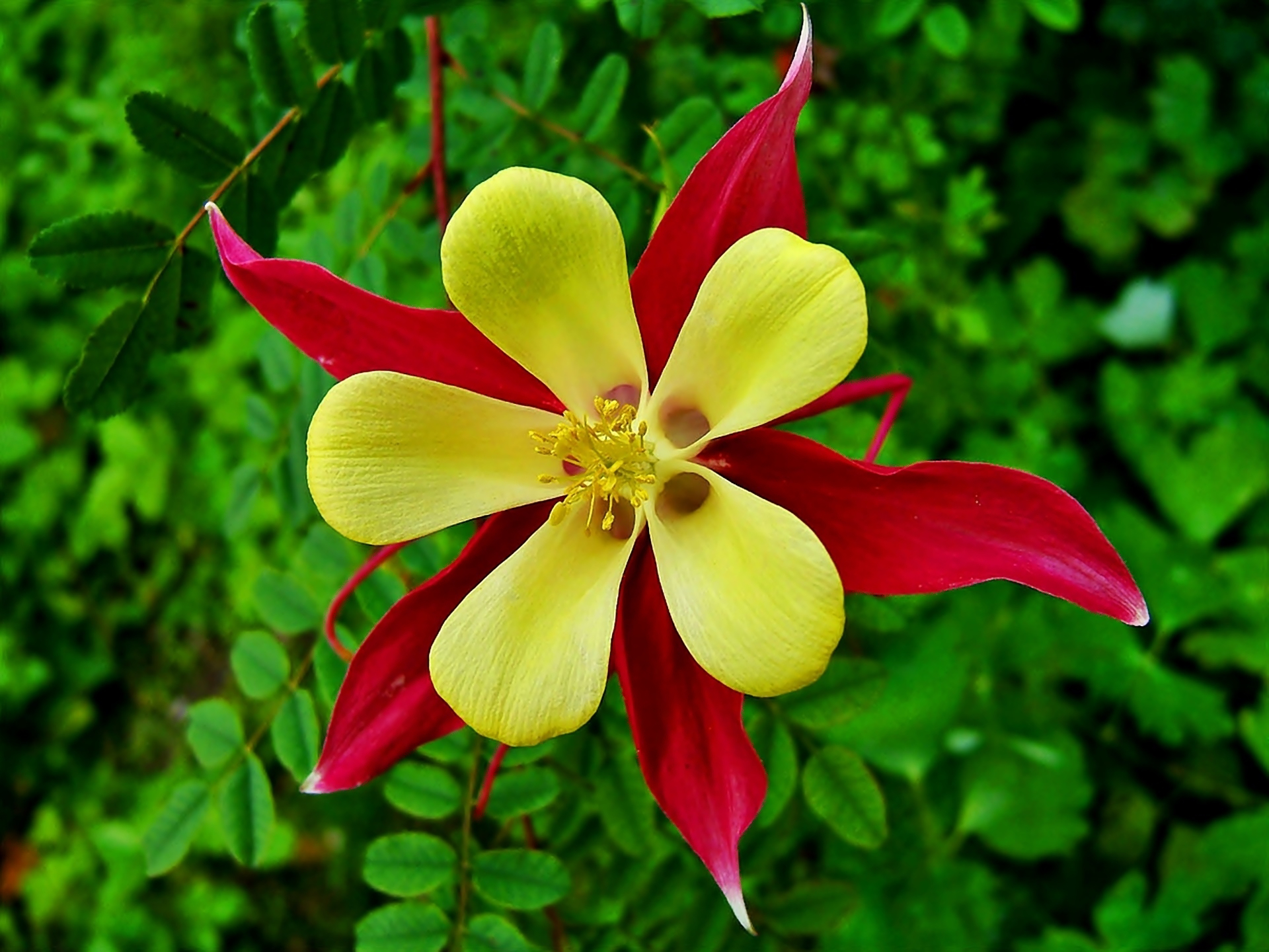 Earth Flower Columbine Red Flower Yellow Flower 1920x1440