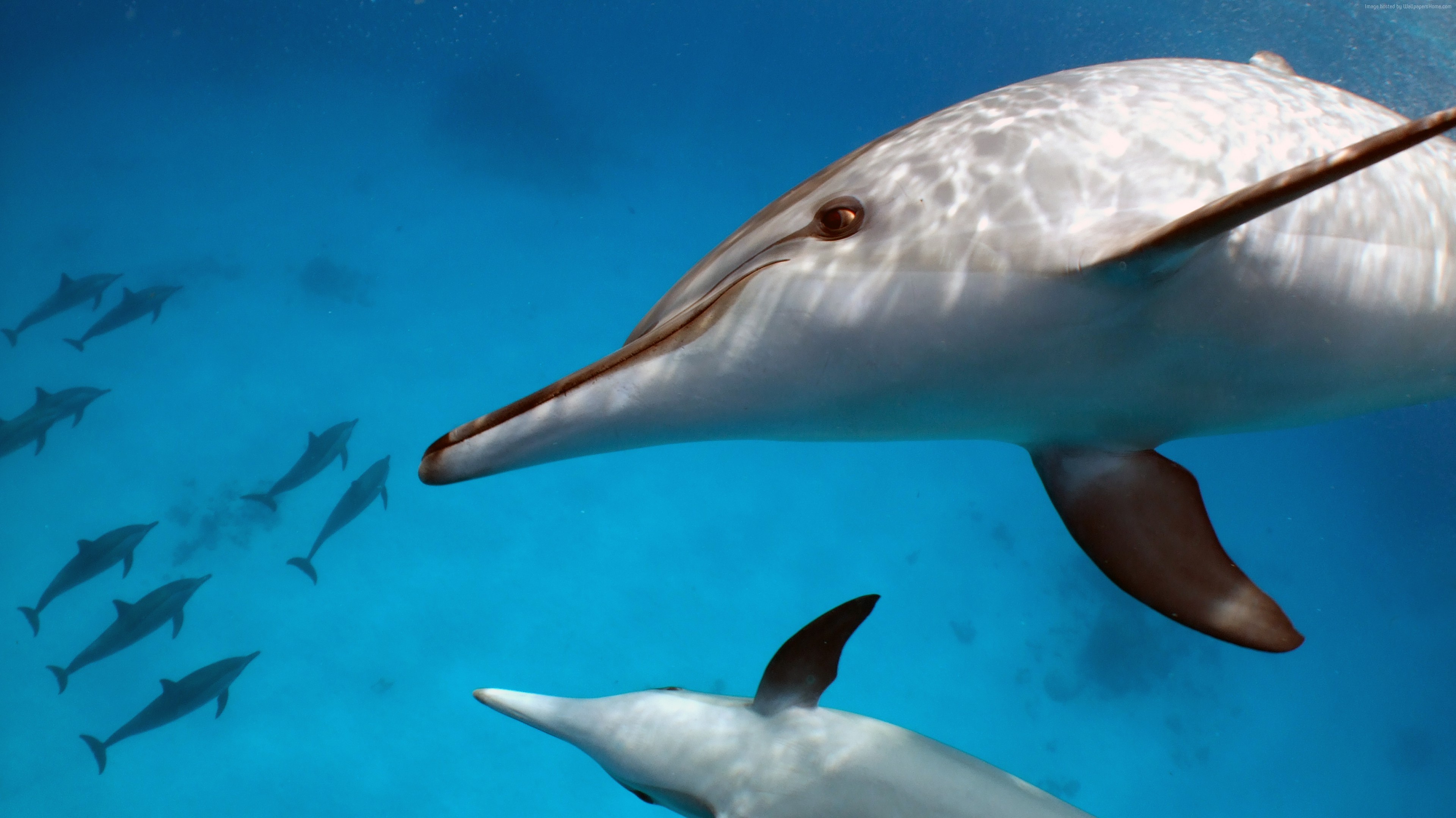 Water Animals Mammals Dolphin Underwater Blue Wildlife Aqua 3840x2160