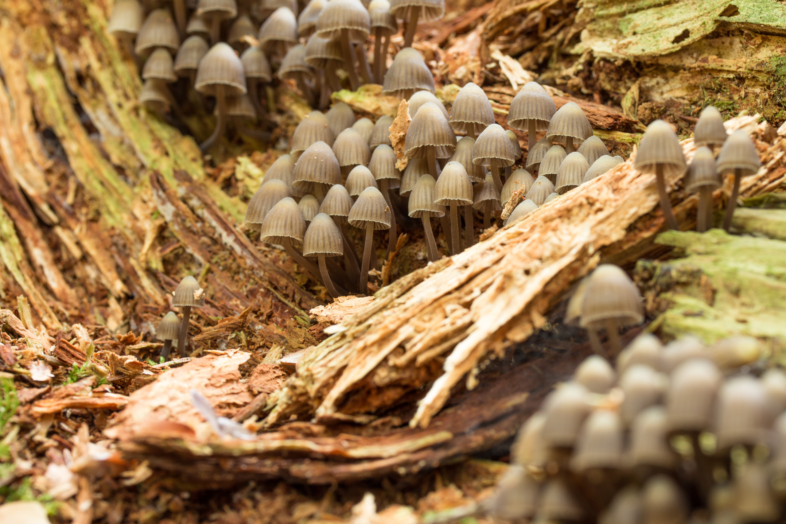 Mushroom Mushroom Nature Forest Moss Fungus Wood 2560x1707