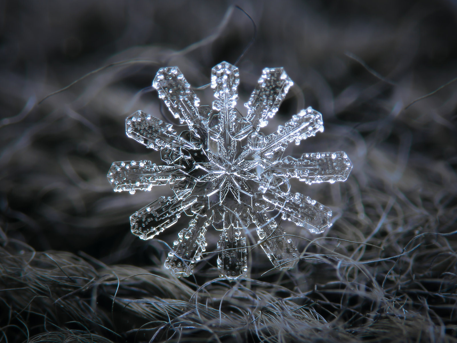 Snow Flakes Detailed Microscopic 1600x1200