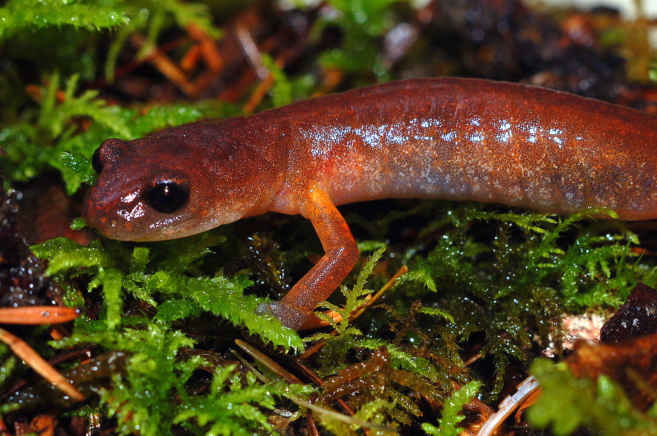 Animal Newt 2256x1496