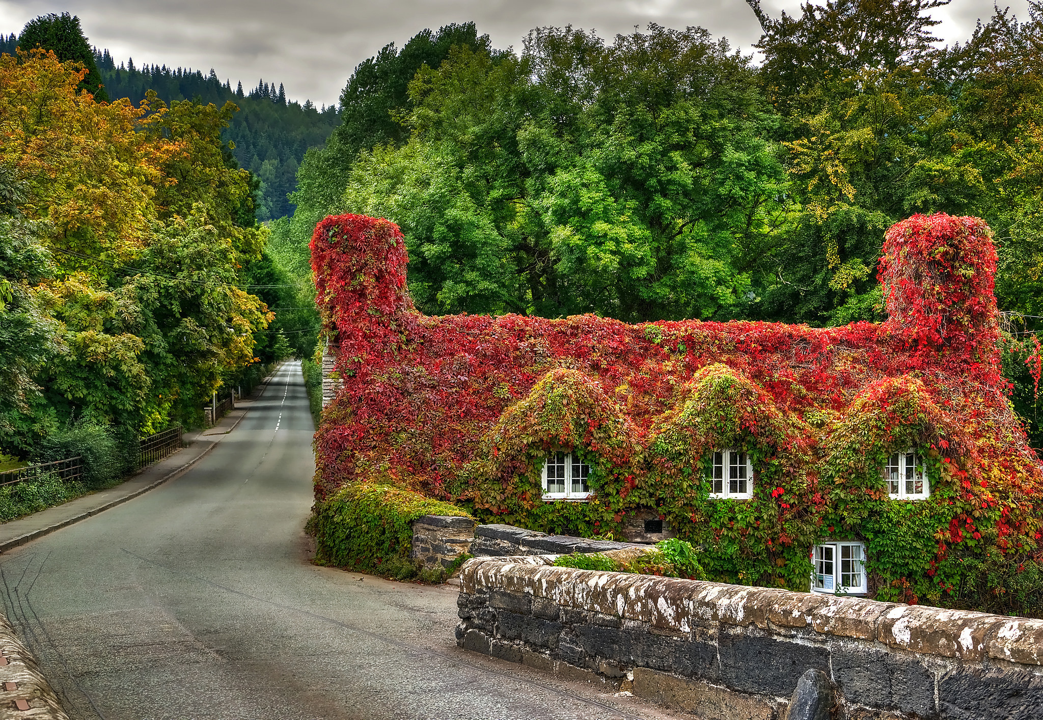 House Ivy Wales Foliage Leaf Road Fall 2048x1414