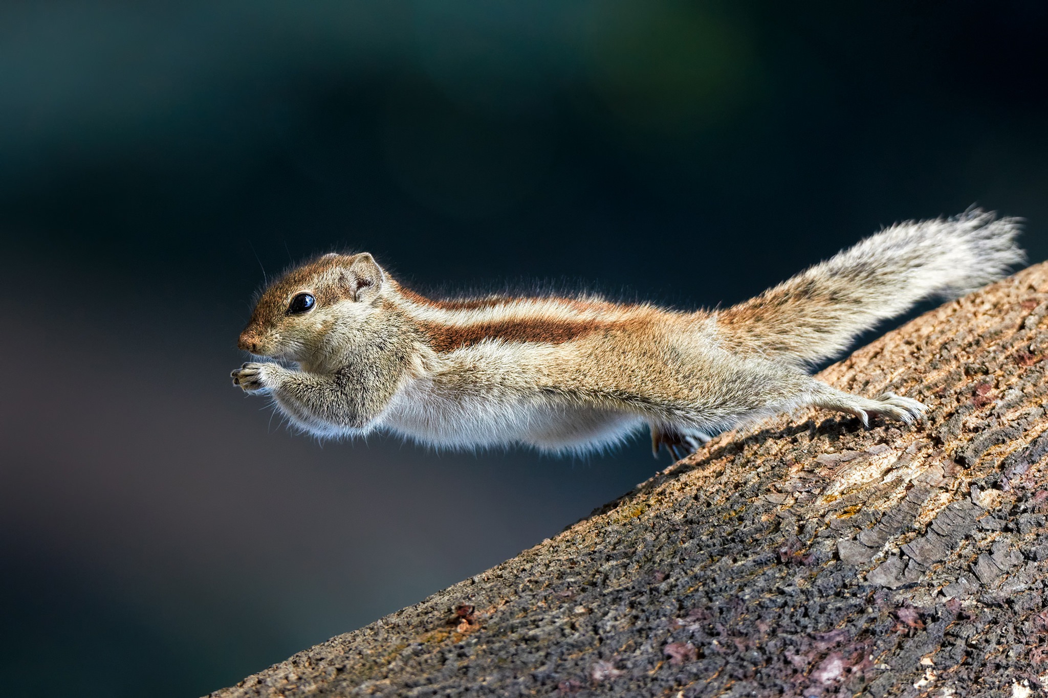 Squirrel Rodent Animal Jump Wildlife 2048x1365