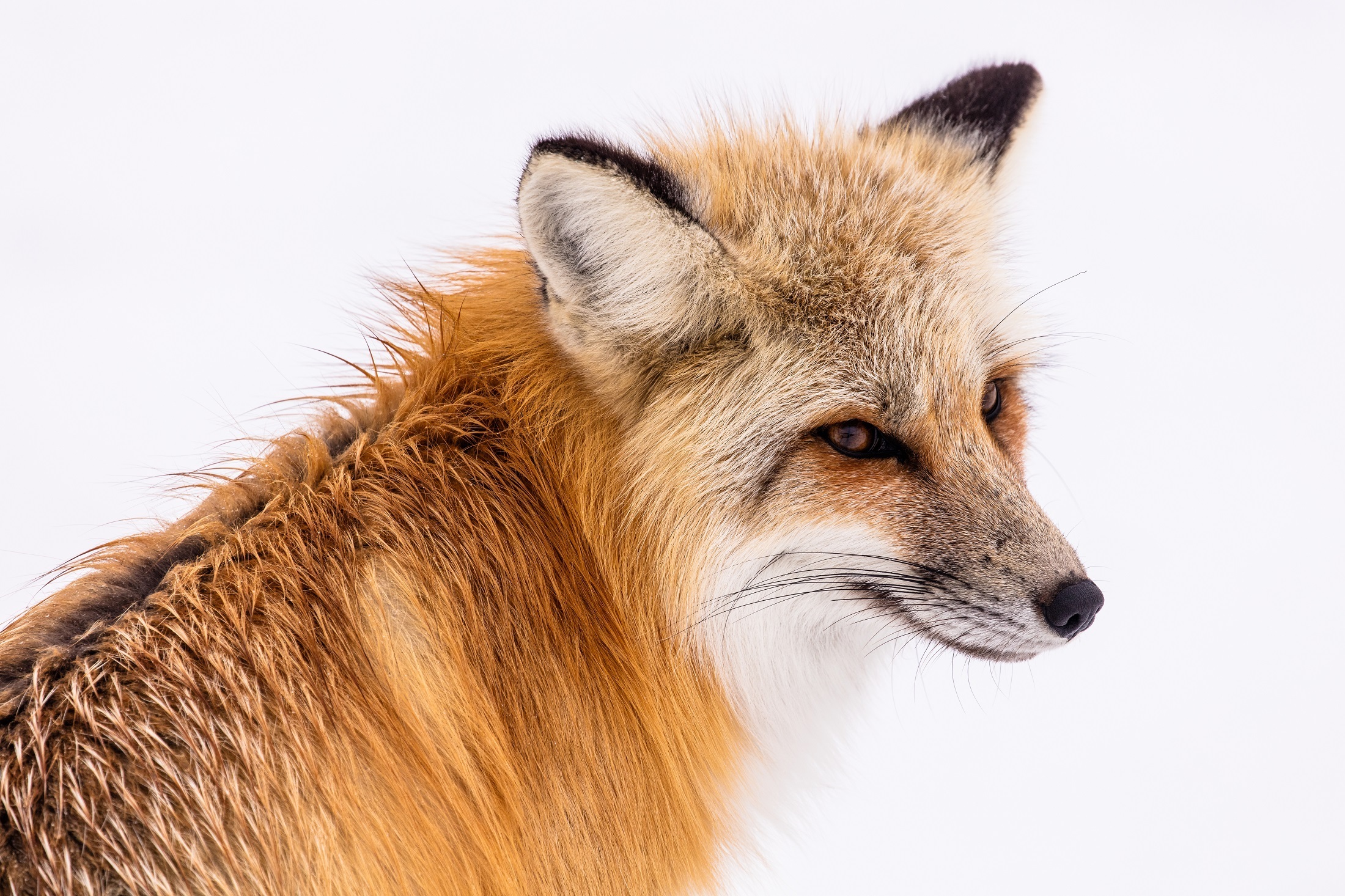 Fox Mammal Wildlife 2200x1466